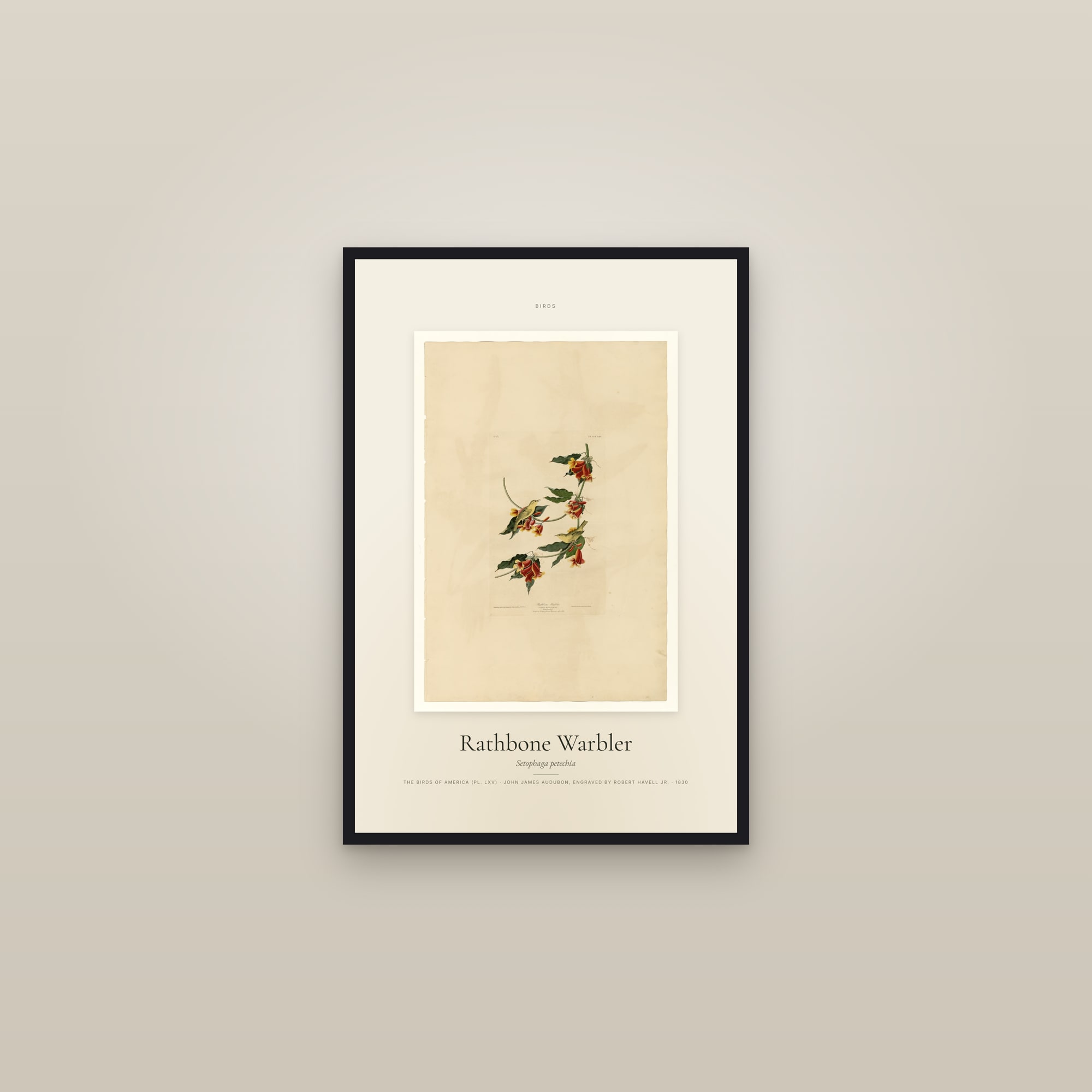 Rathbone Warbler — Specimen — framed in a gallery setting