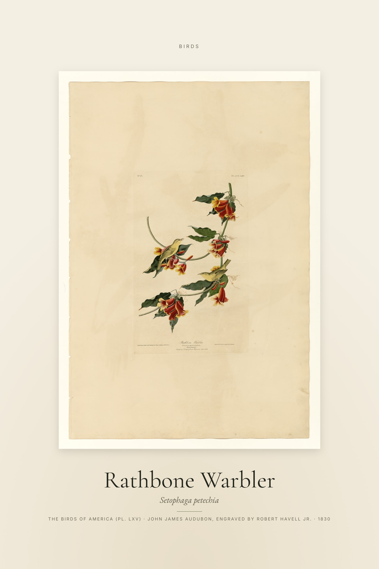 Rathbone Warbler — Specimen