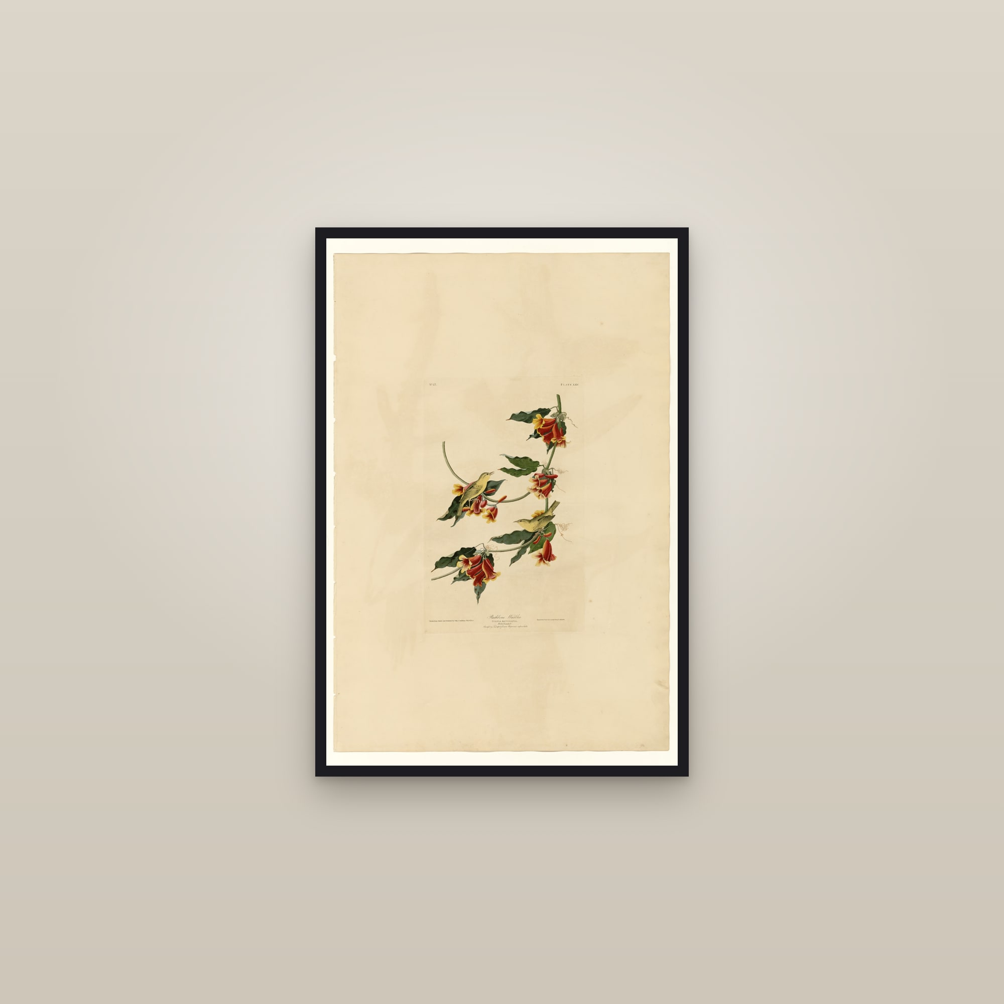 Rathbone Warbler — framed in a gallery setting