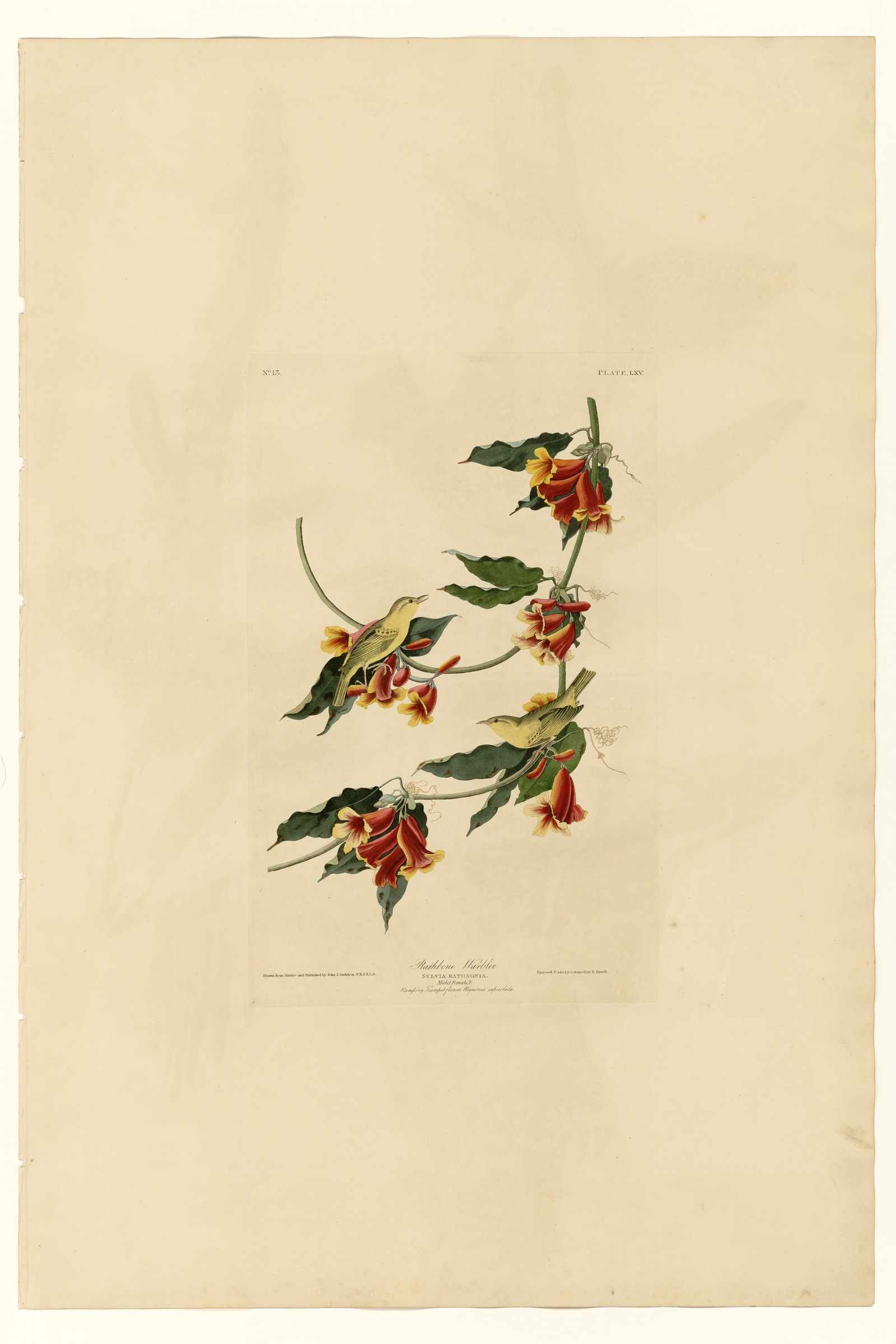 Rathbone Warbler