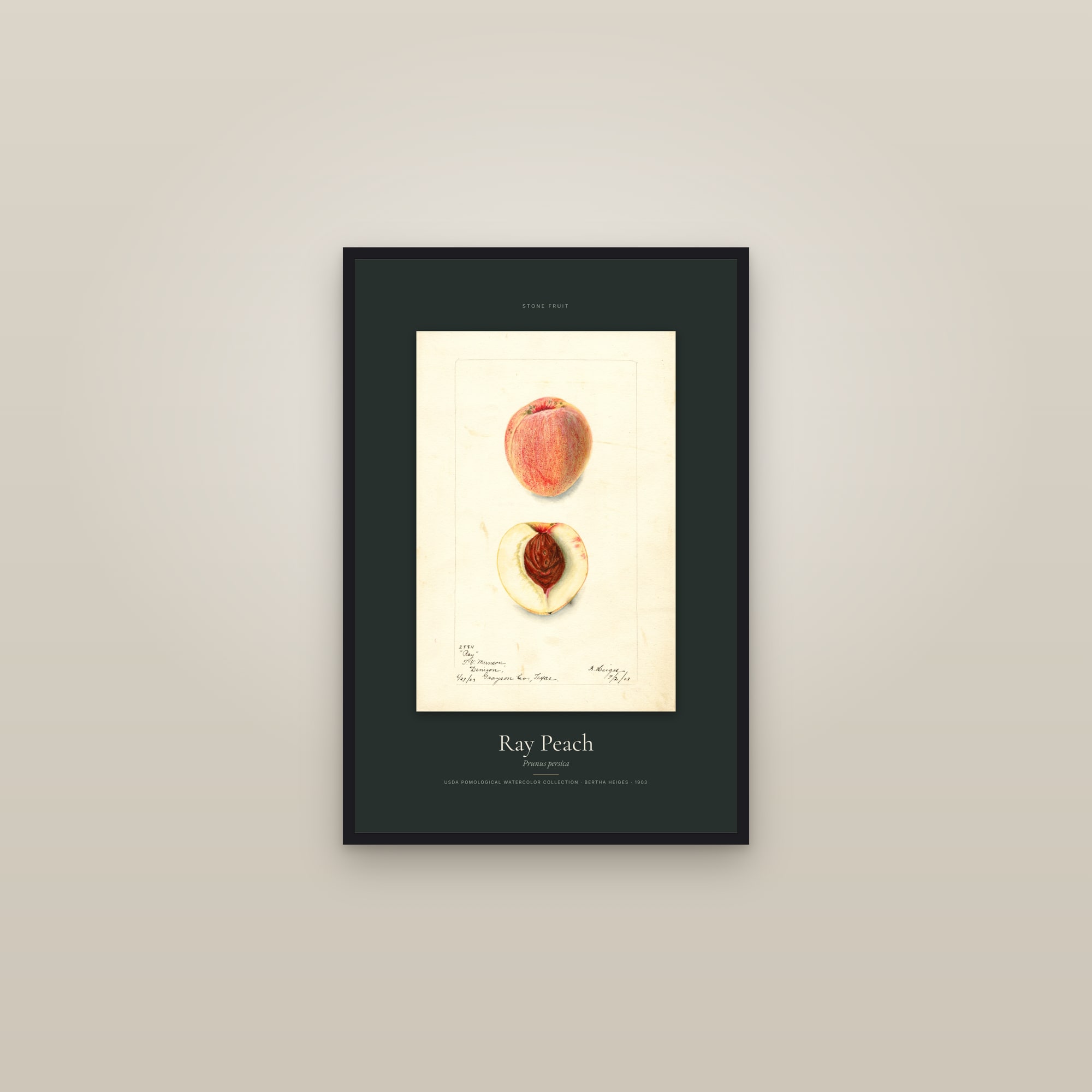 Ray Peach — Specimen — framed in a gallery setting