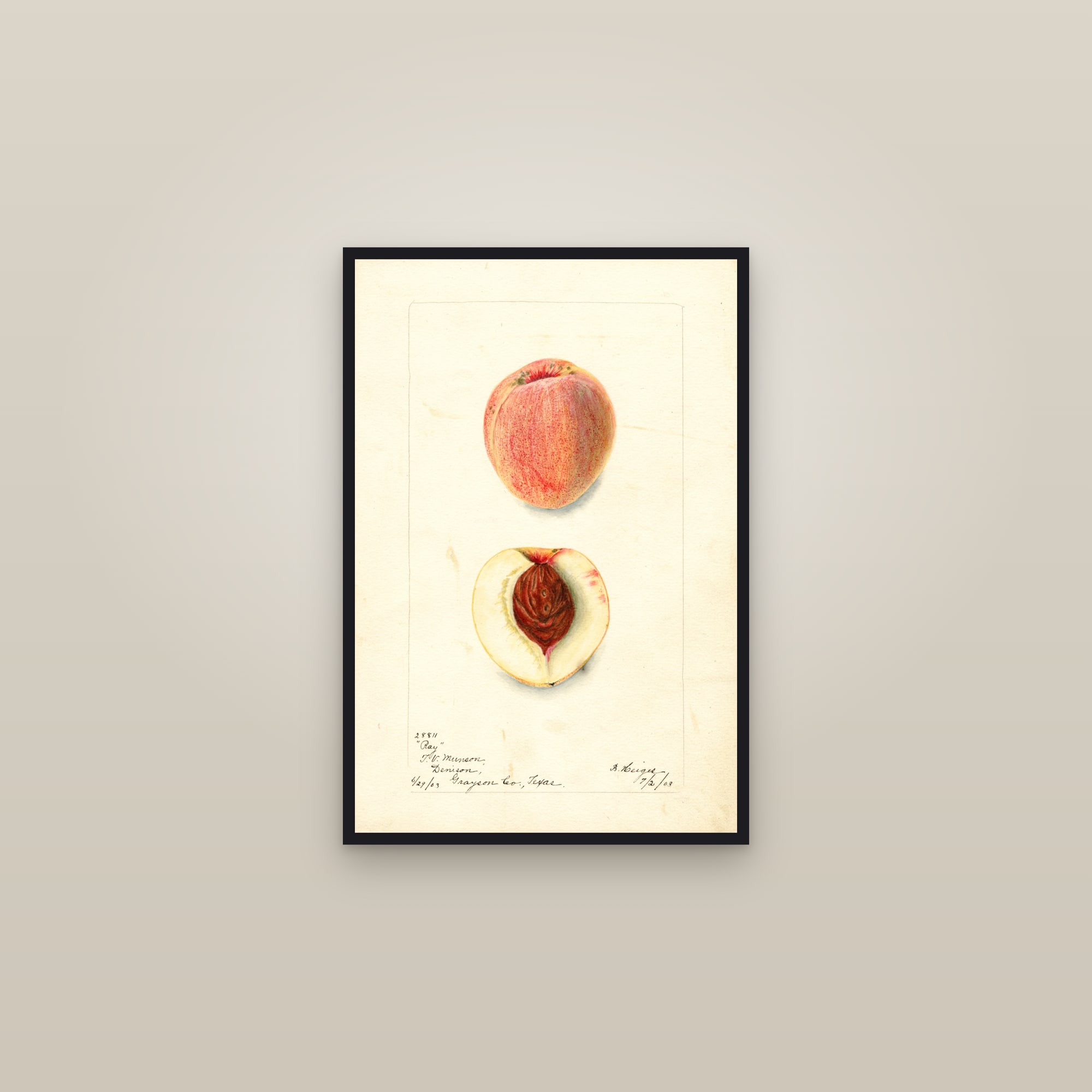 Ray Peach — framed in a gallery setting
