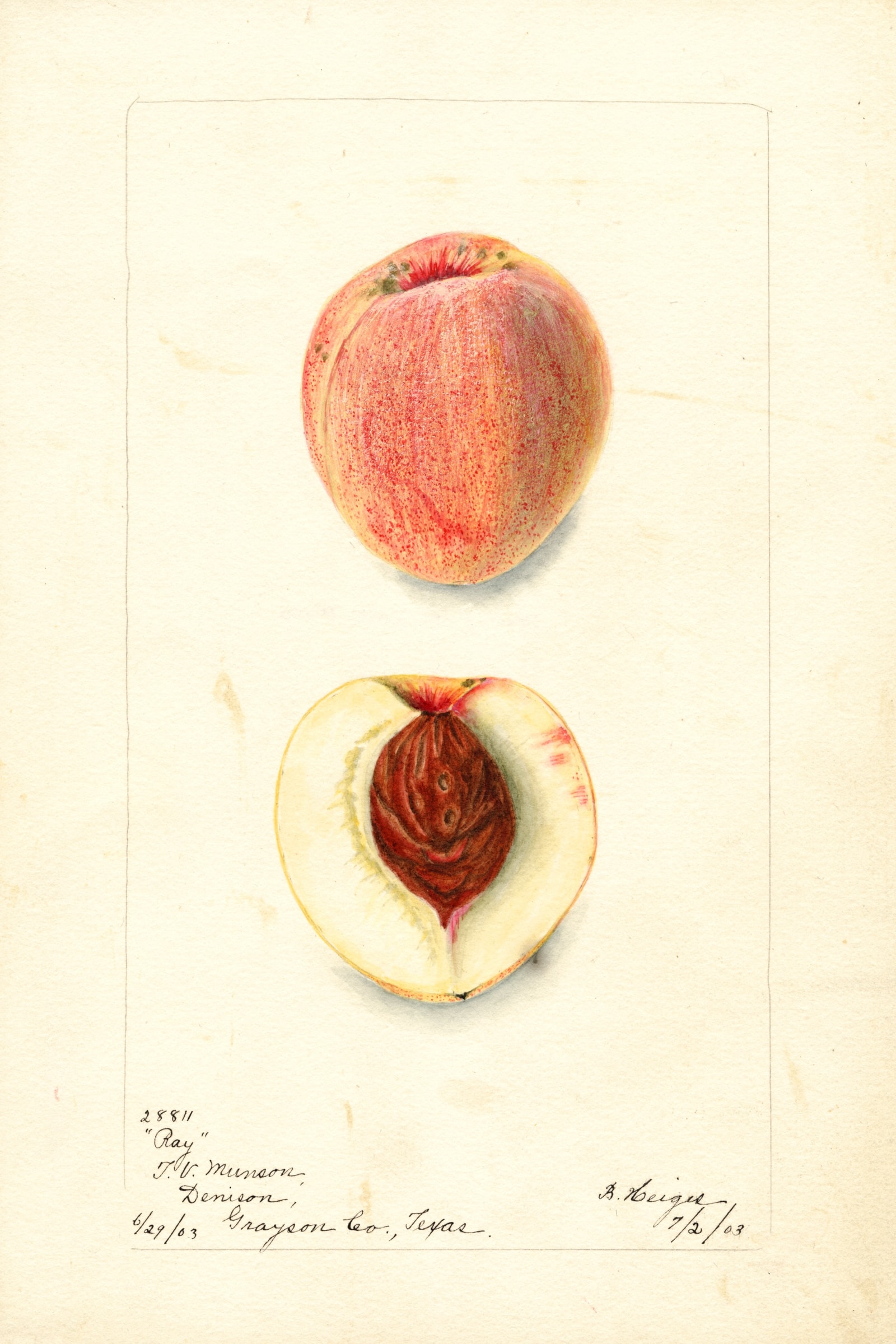 Ray Peach