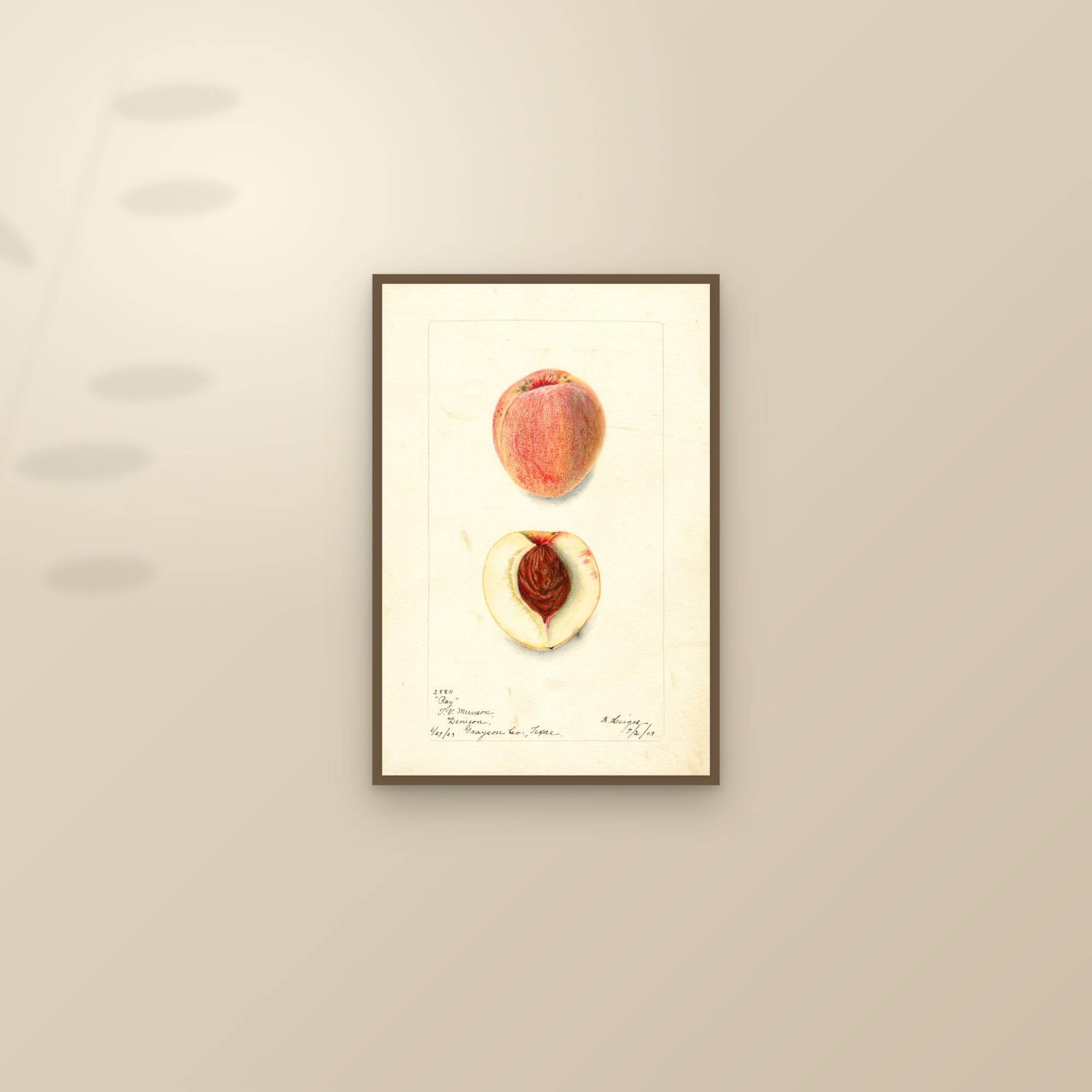 Ray Peach — framed and styled on a sunlit wall