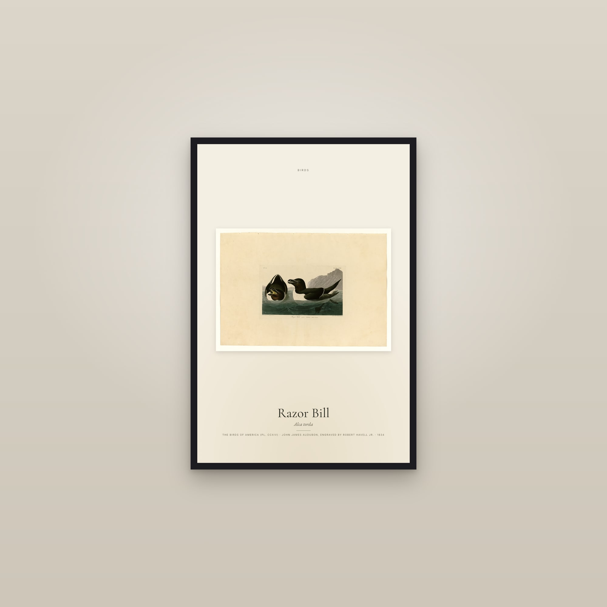 Razor Bill — framed in a gallery setting