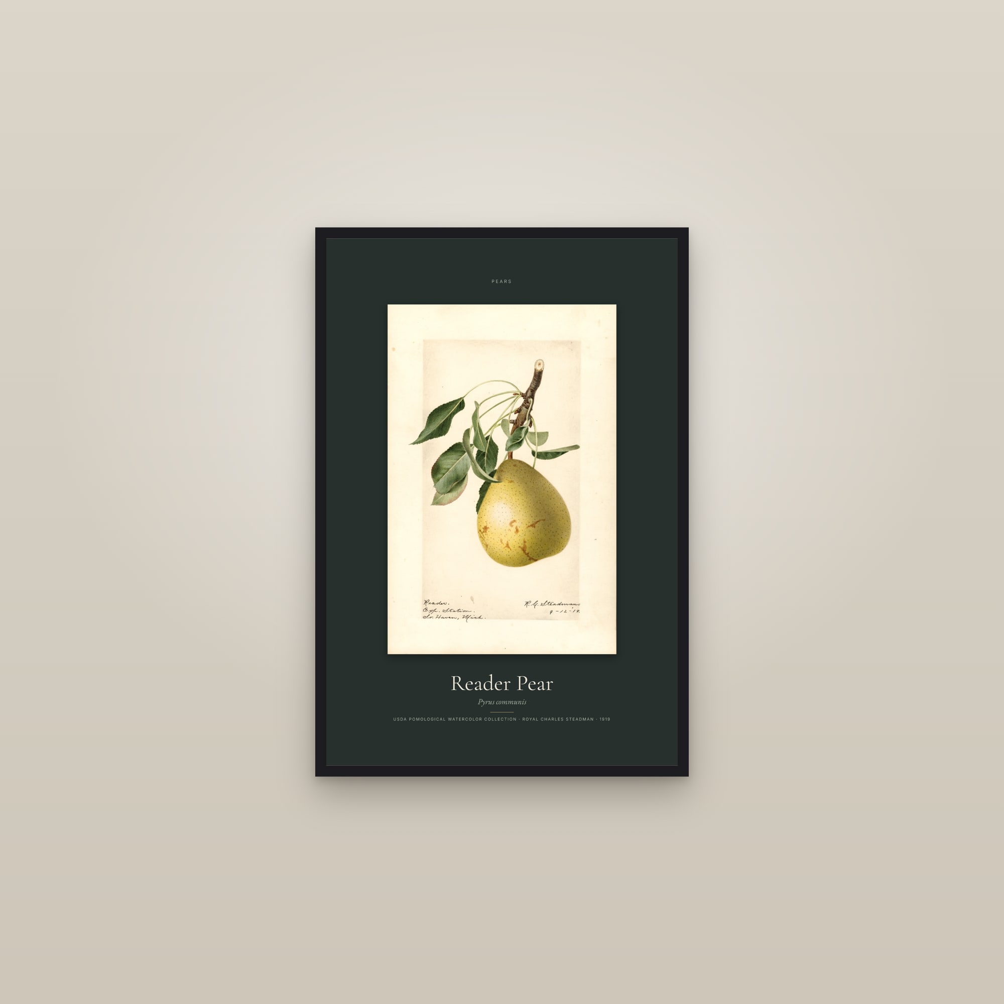 Reader Pear — Specimen — framed in a gallery setting