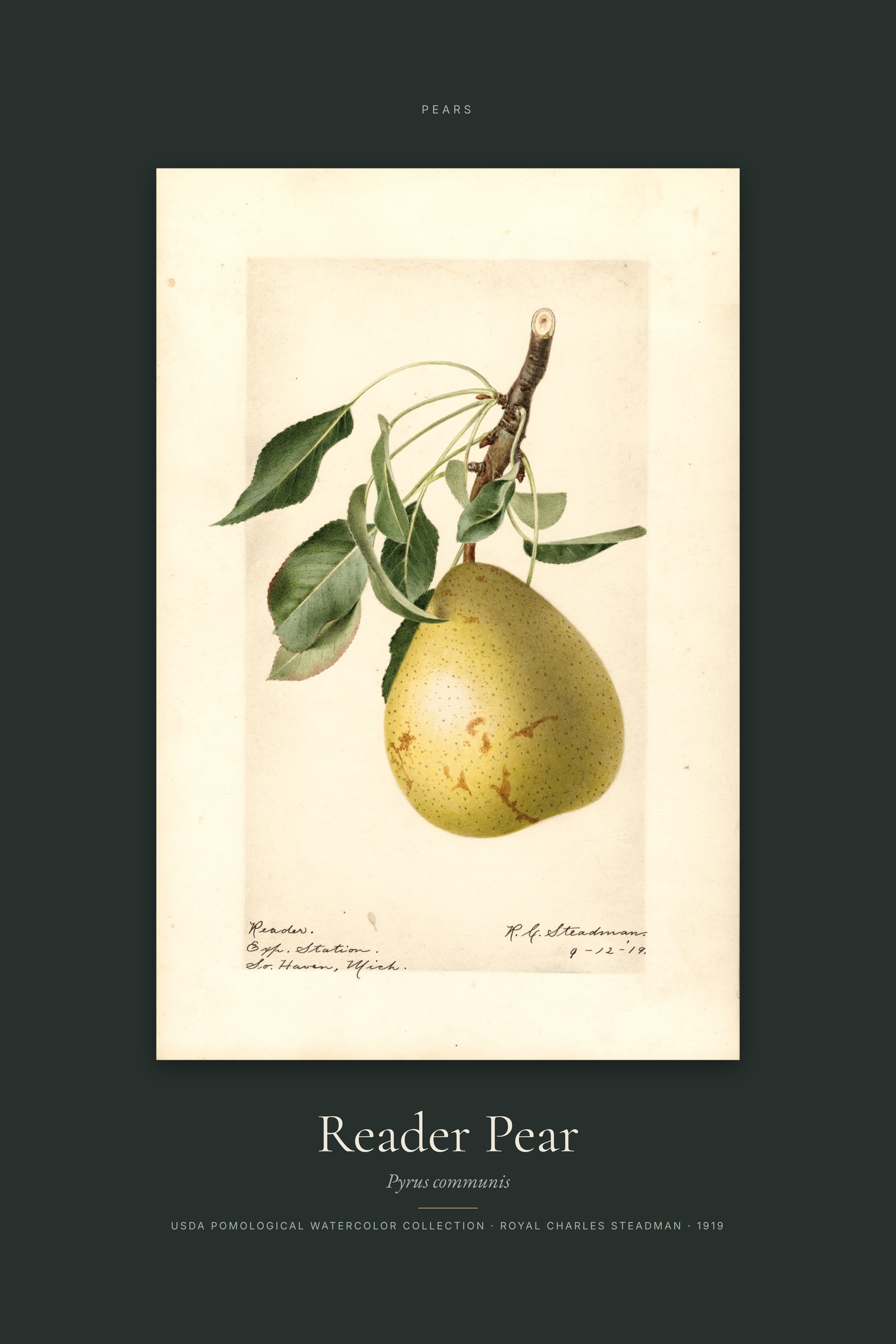 Reader Pear — Specimen