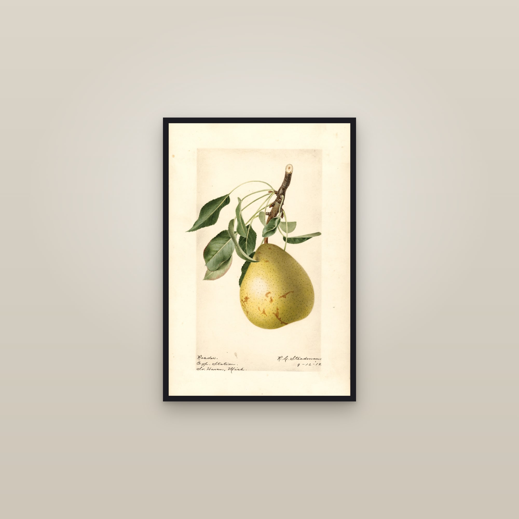 Reader Pear — framed in a gallery setting