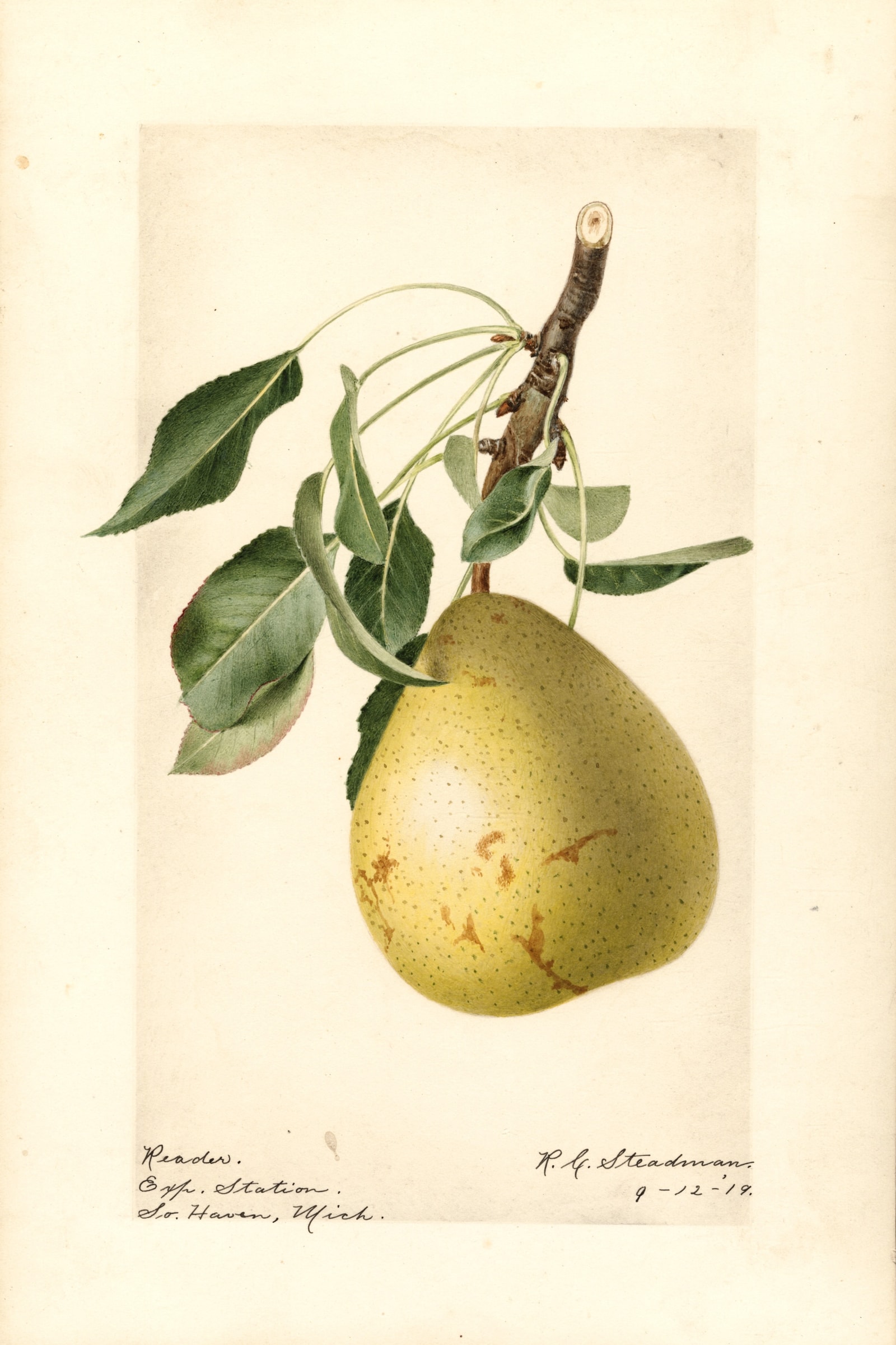 Reader Pear