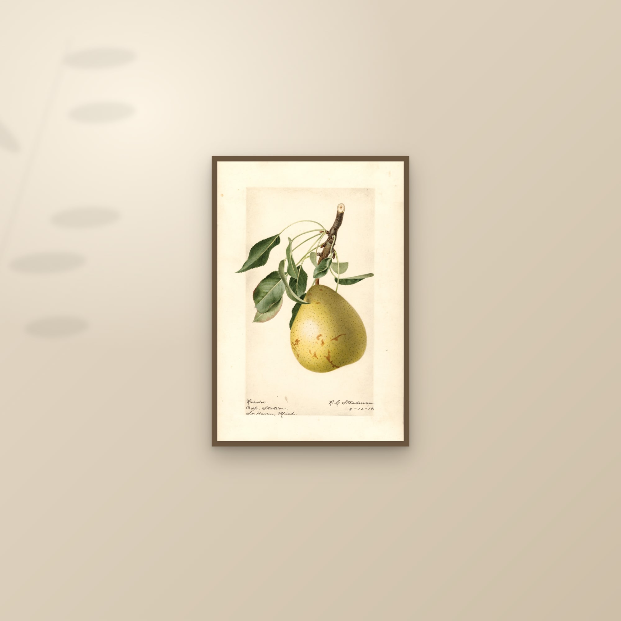 Reader Pear — framed and styled on a sunlit wall