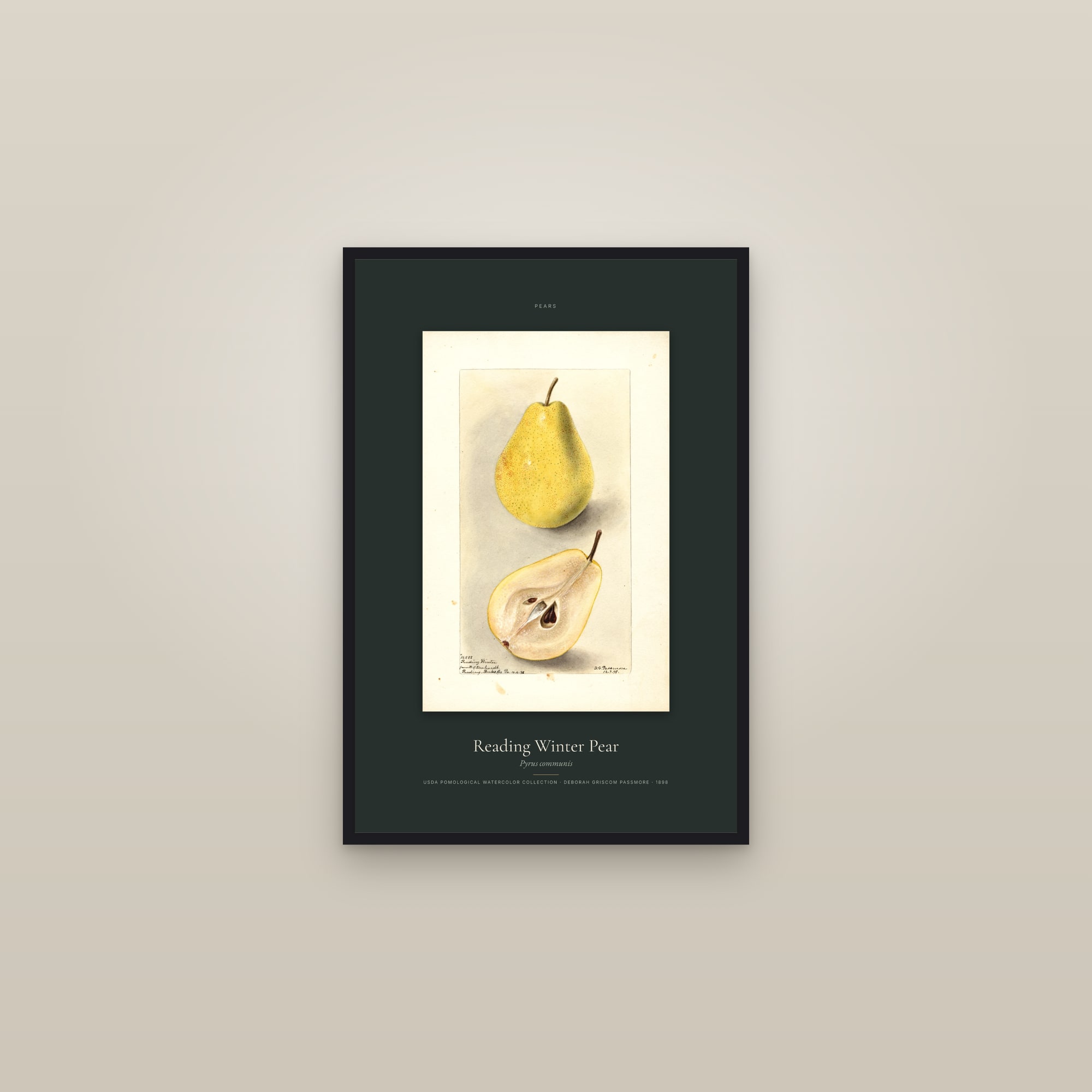 Reading Winter Pear — Specimen — framed in a gallery setting