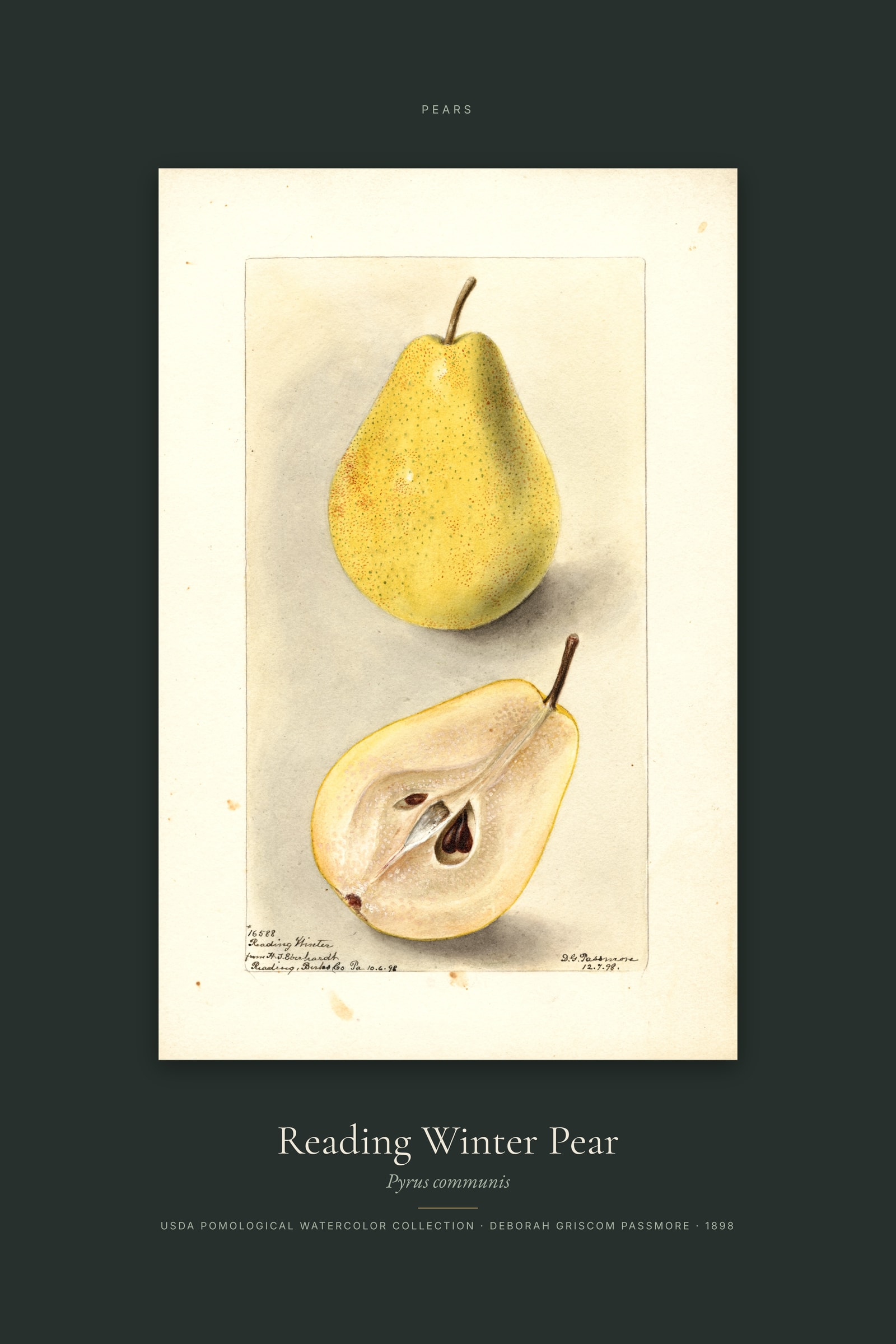 Reading Winter Pear — Specimen