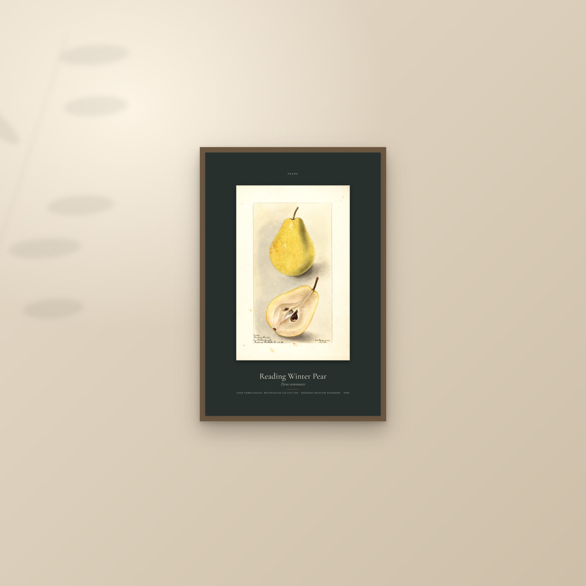 Reading Winter Pear — Specimen — framed and styled on a sunlit wall
