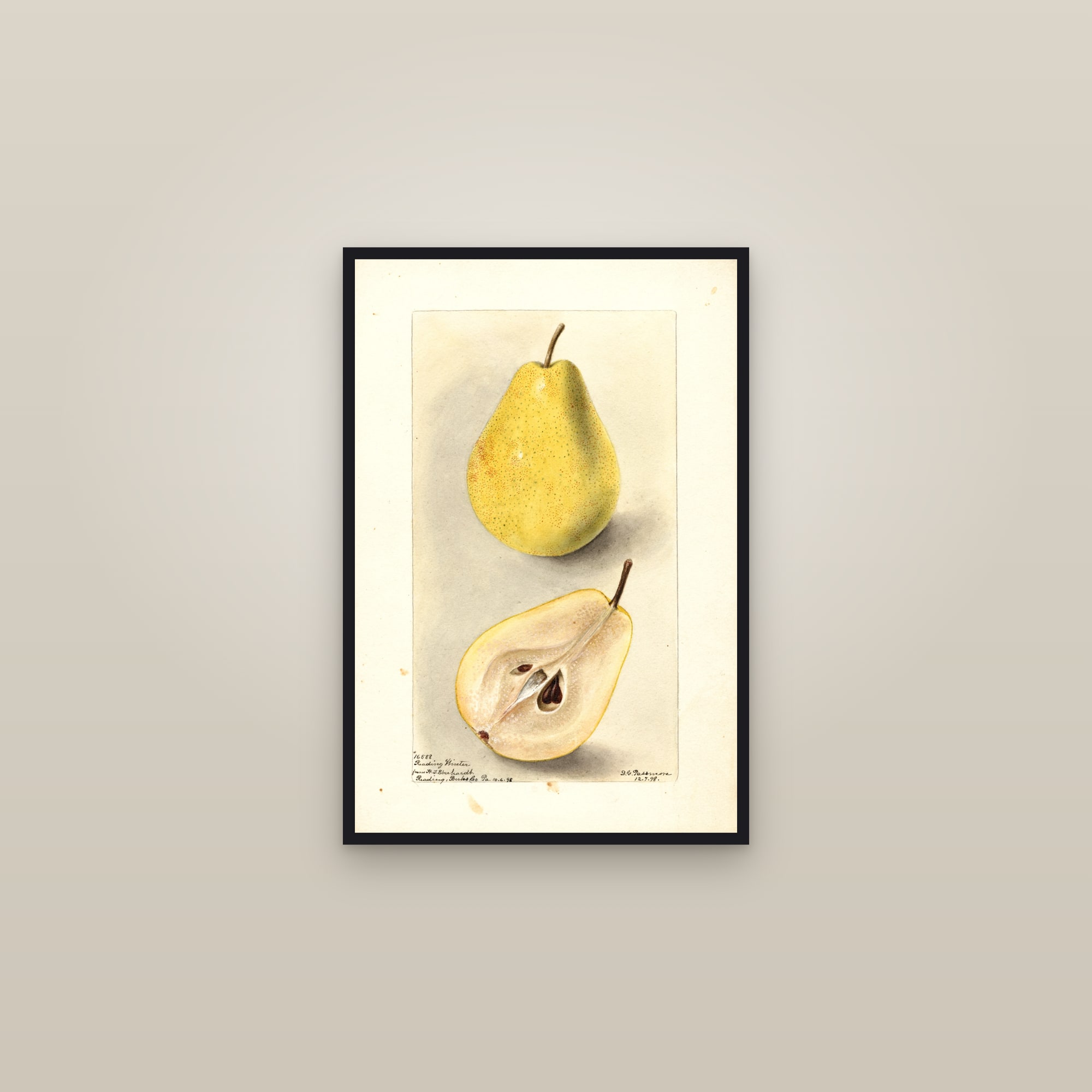 Reading Winter Pear — framed in a gallery setting