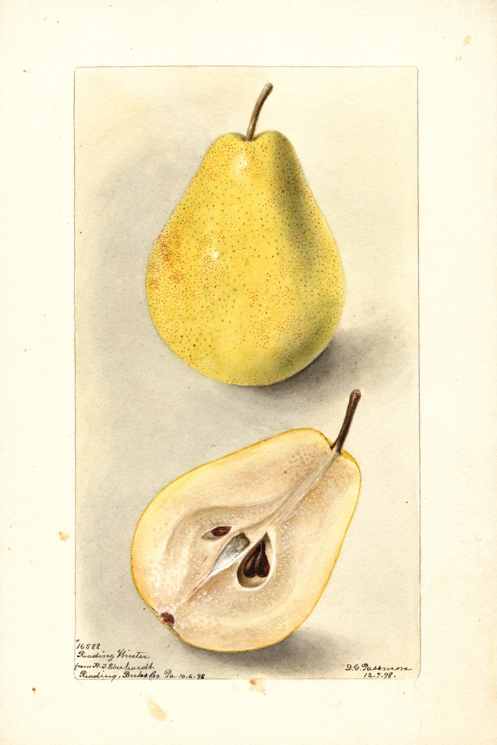 Reading Winter Pear