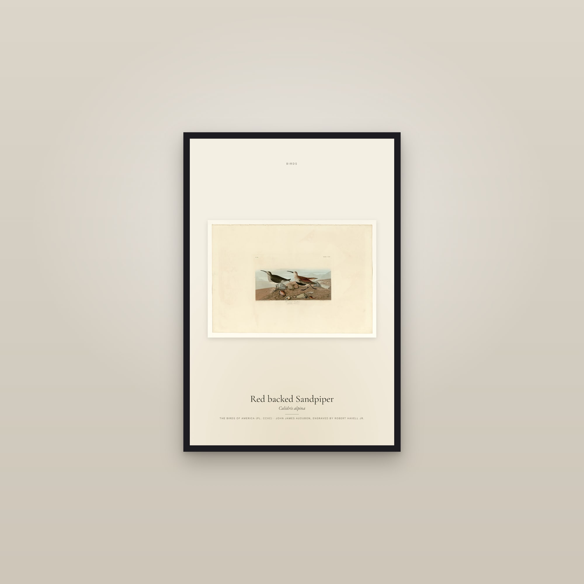 Red backed Sandpiper — framed in a gallery setting