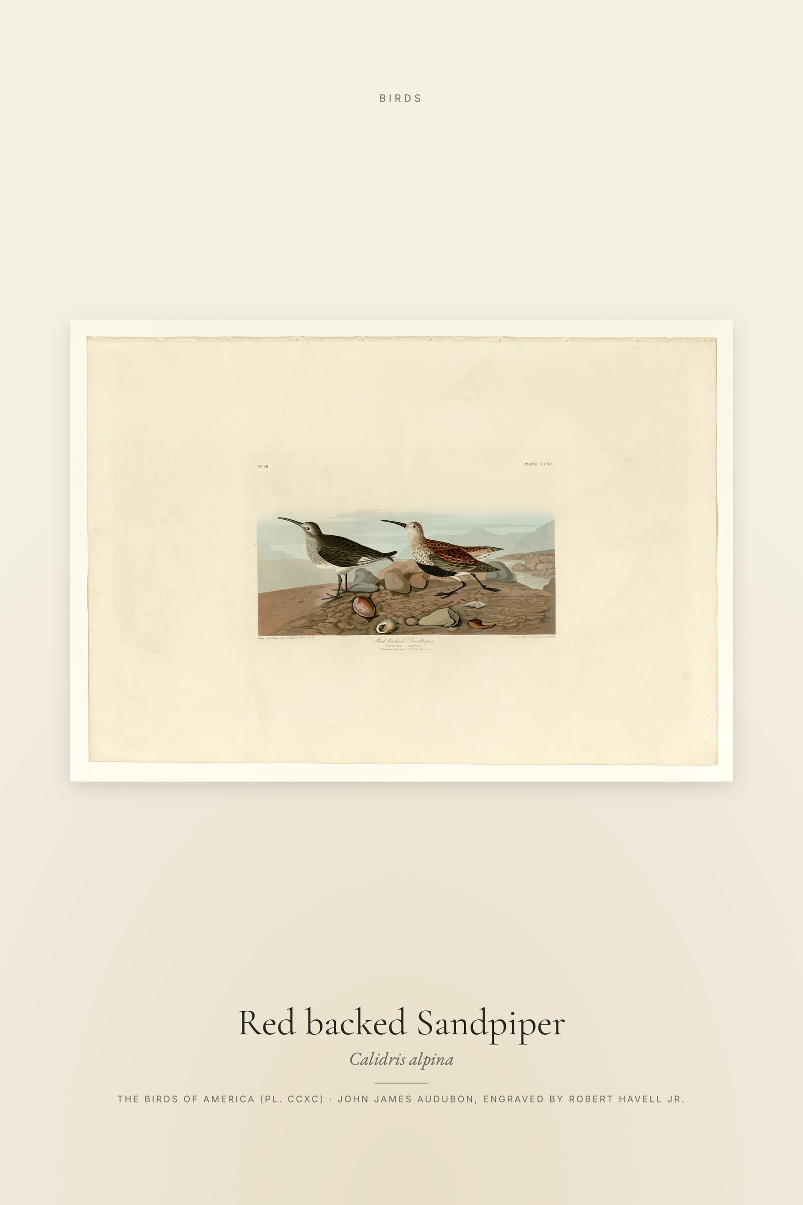 Red backed Sandpiper