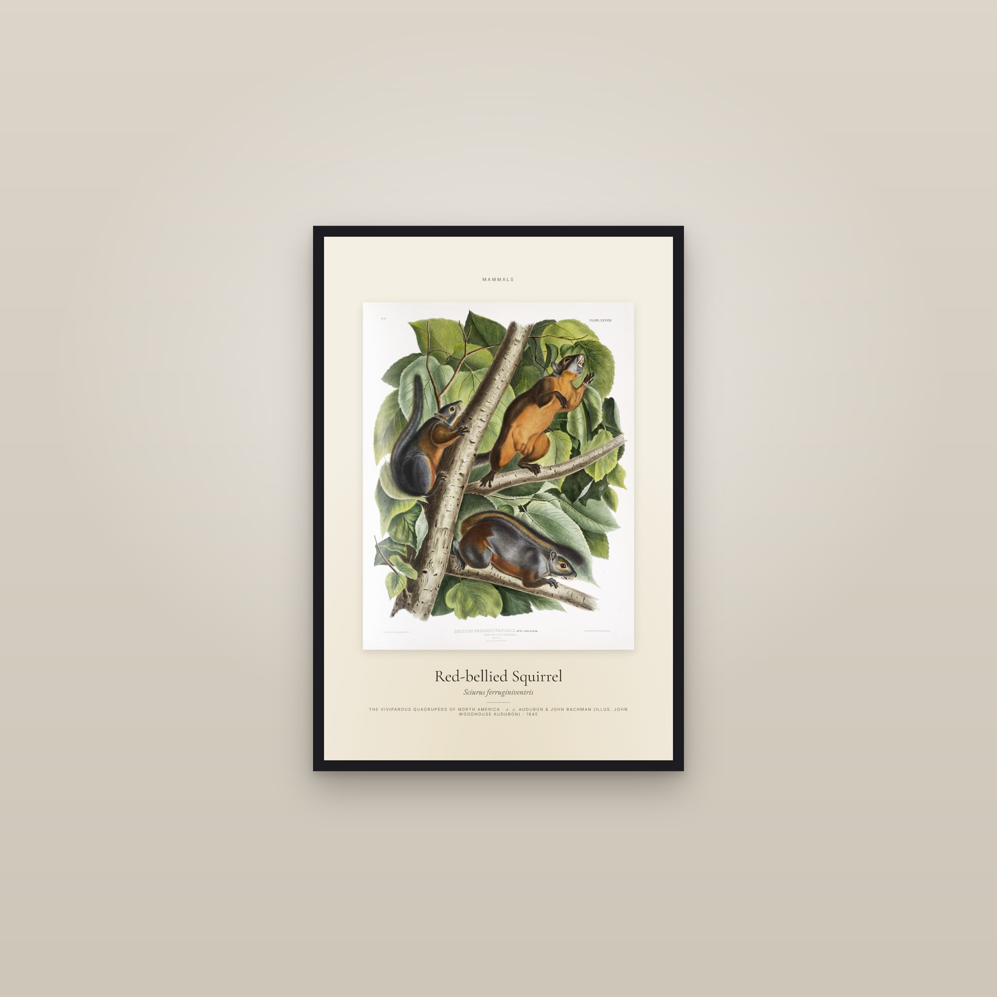 Red-bellied Squirrel — Specimen — framed in a gallery setting