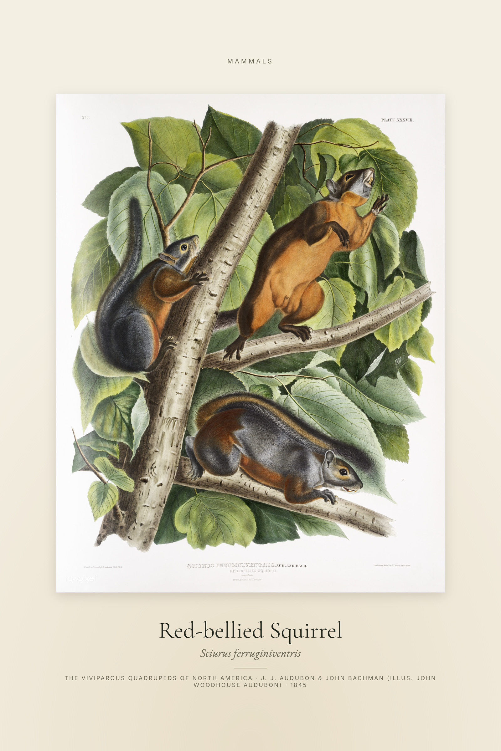 Red-bellied Squirrel — Specimen