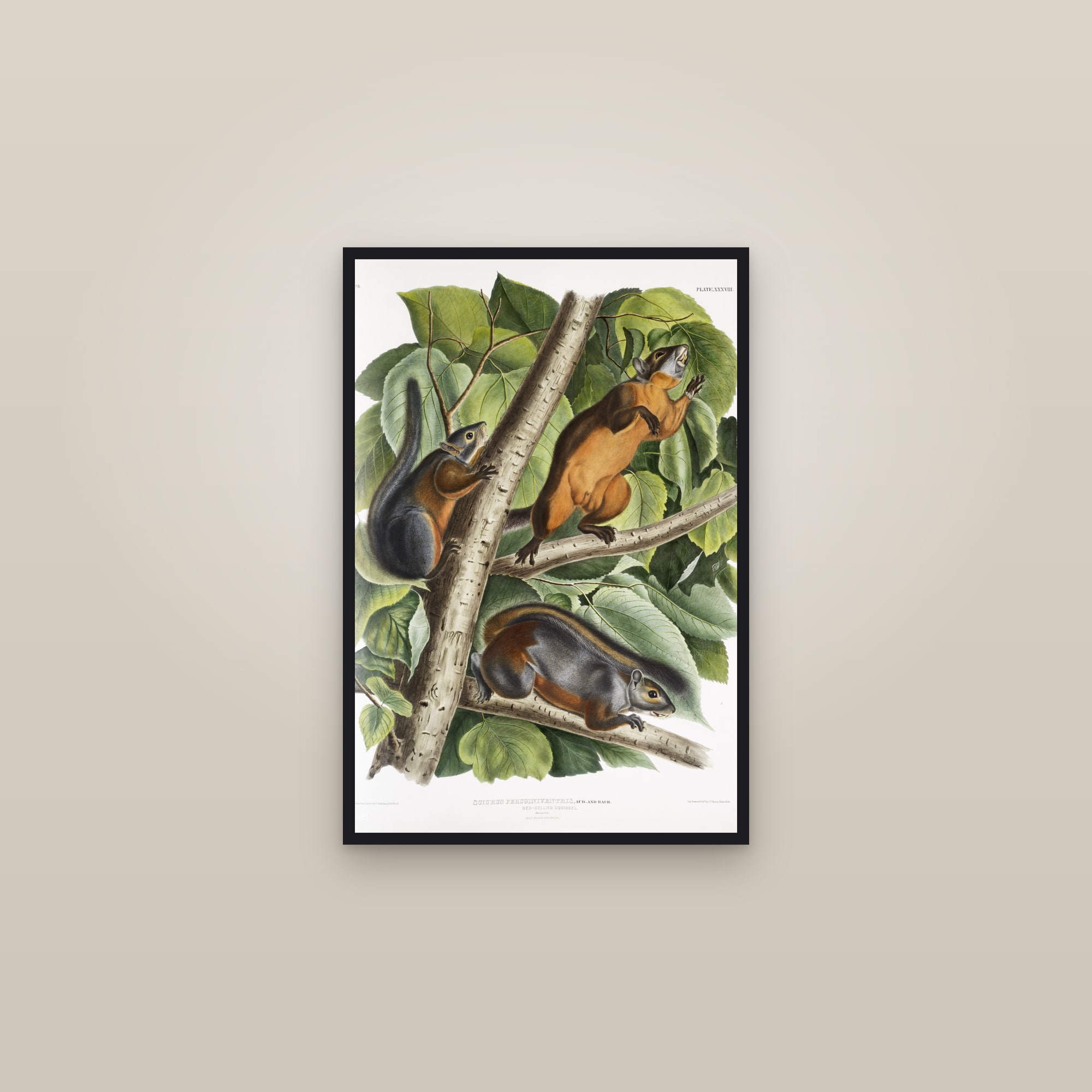 Red-bellied Squirrel — framed in a gallery setting