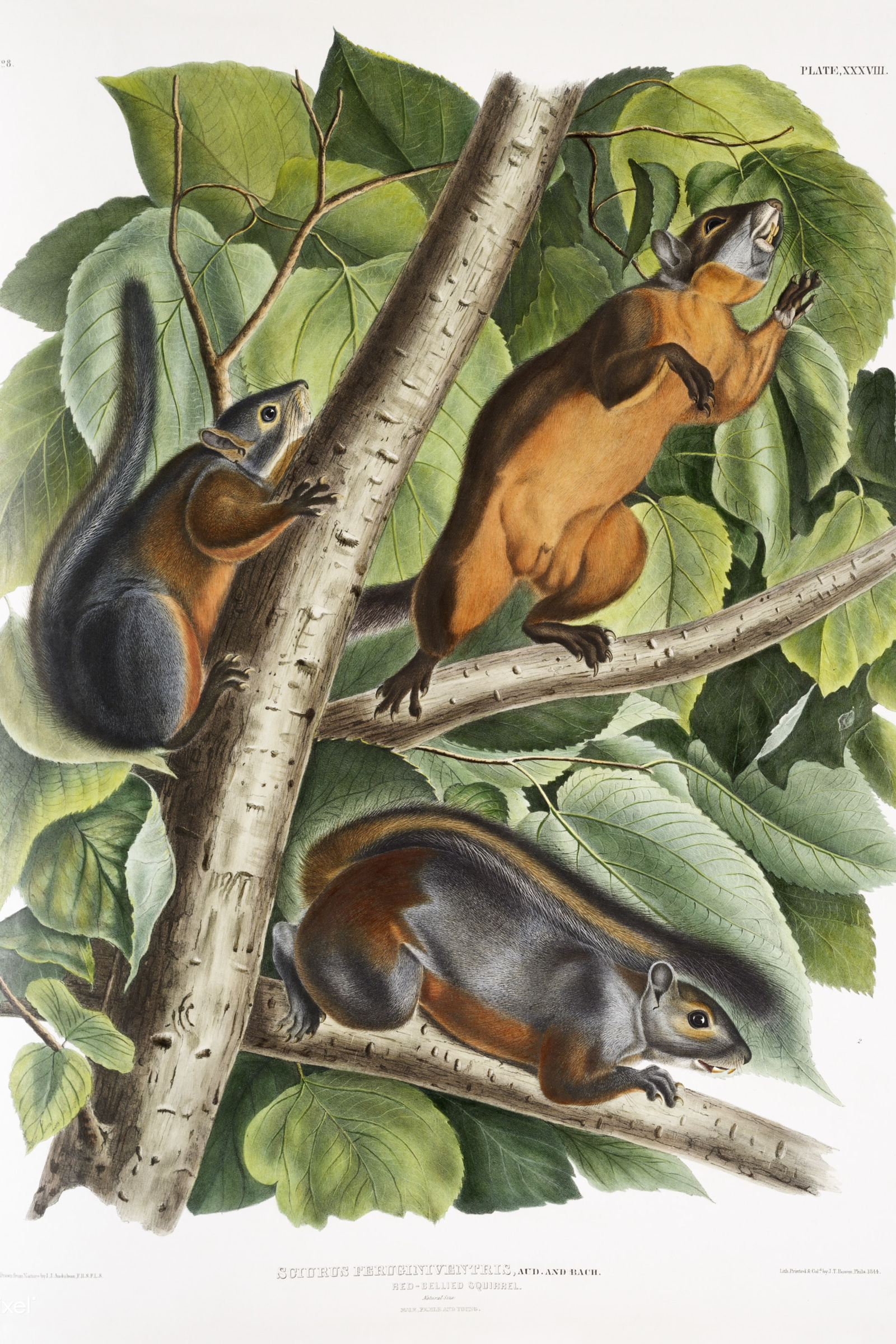 Red-bellied Squirrel