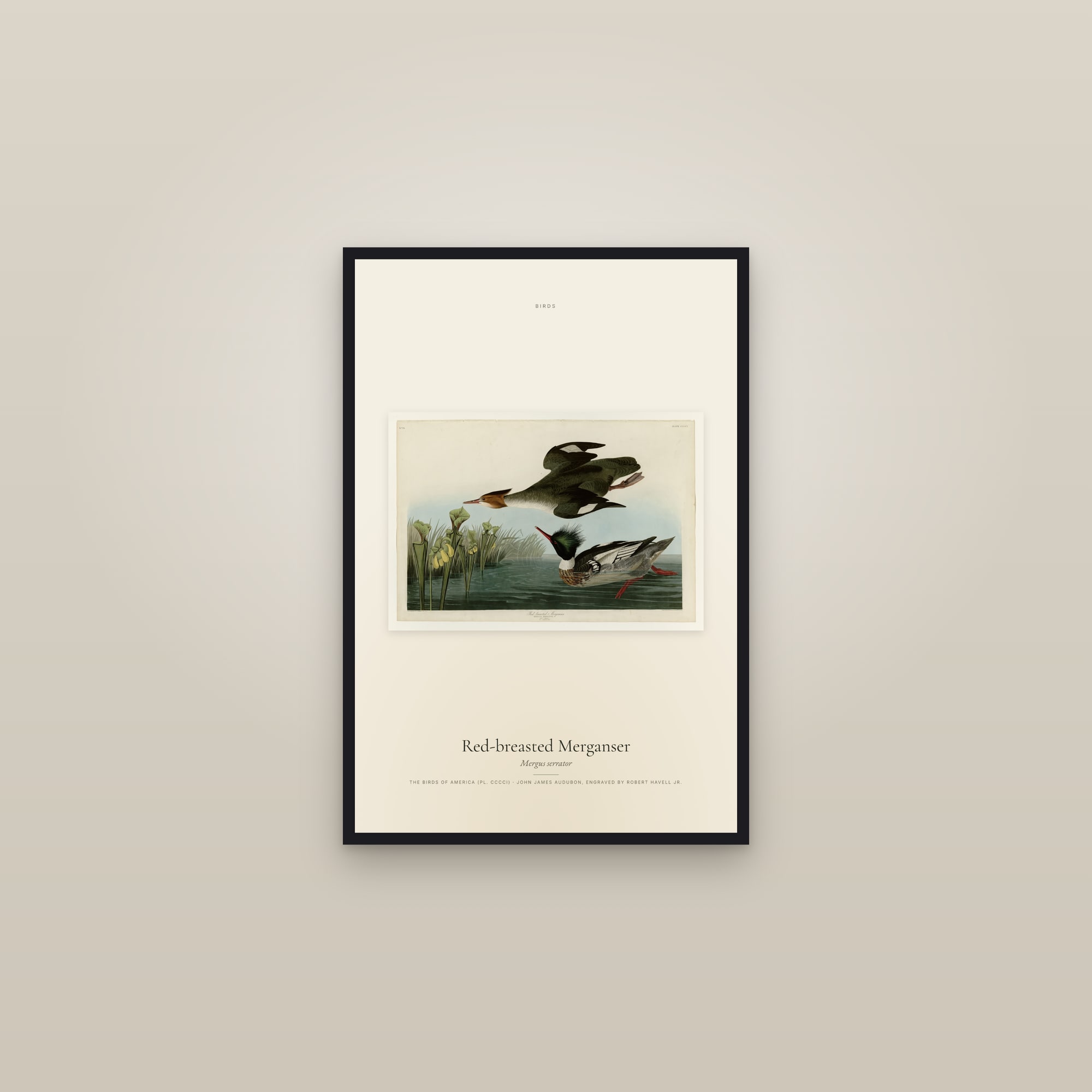 Red-breasted Merganser — framed in a gallery setting