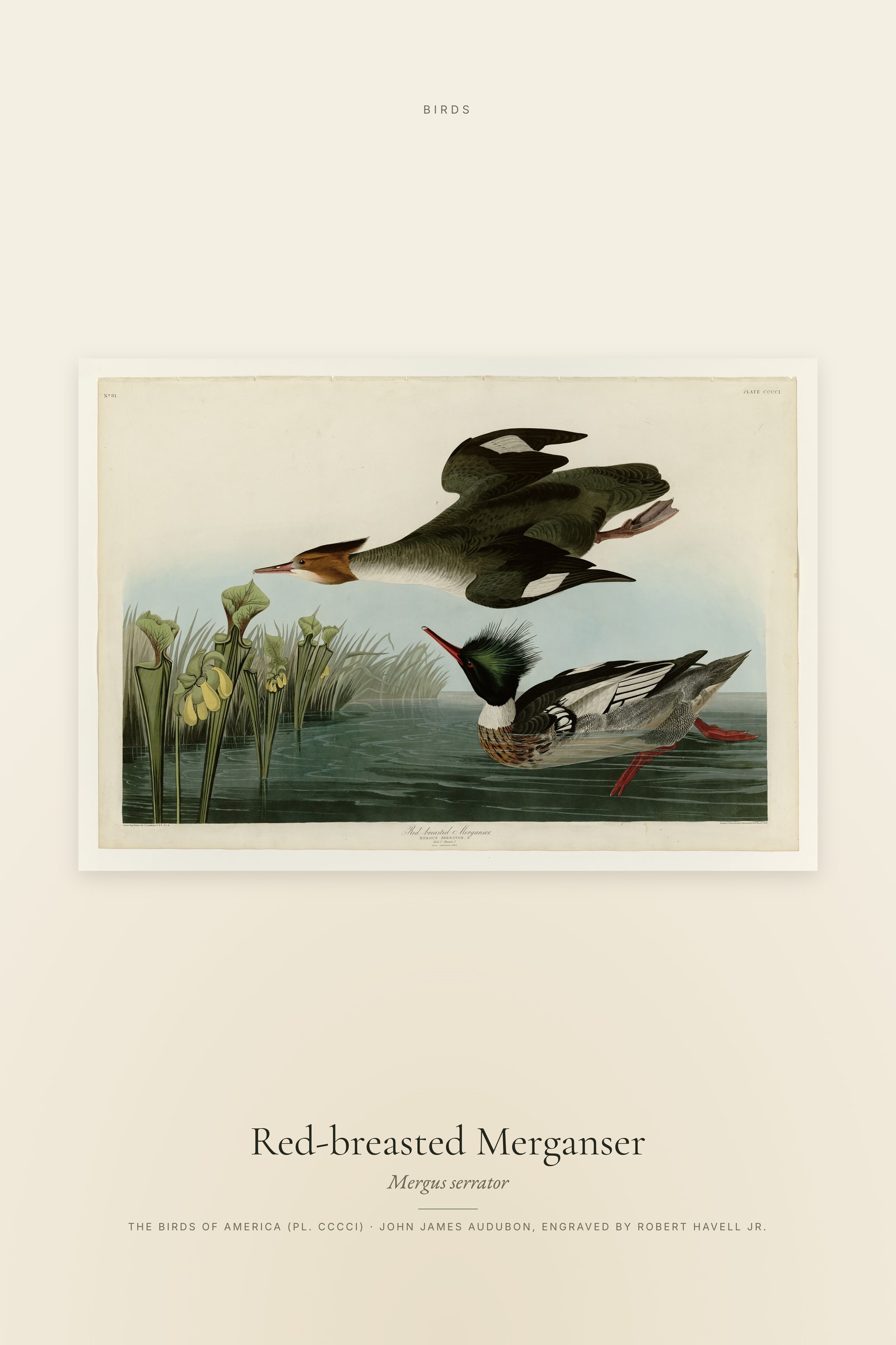 Red-breasted Merganser