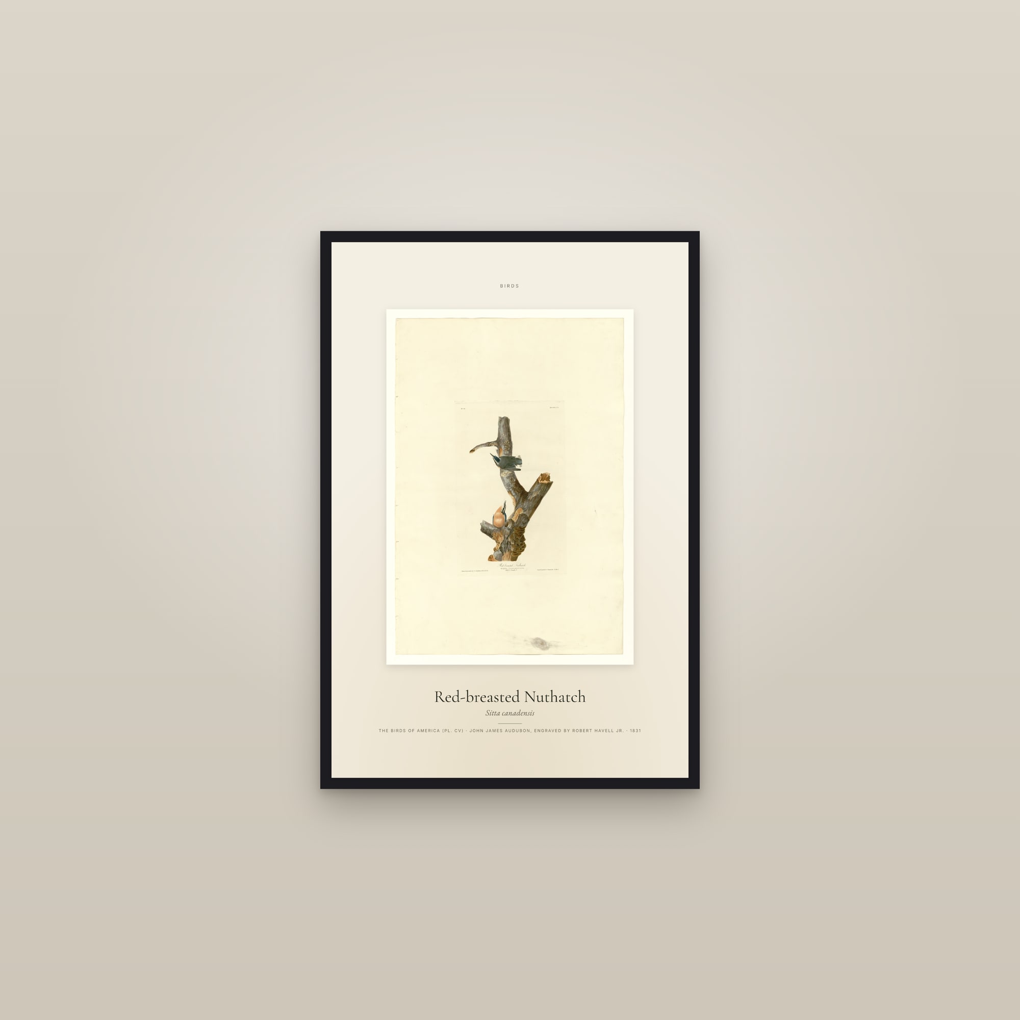 Red-breasted Nuthatch — Specimen — framed in a gallery setting