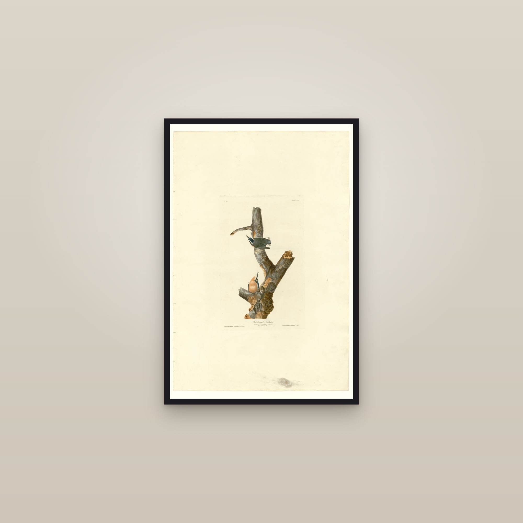 Red-breasted Nuthatch — framed in a gallery setting