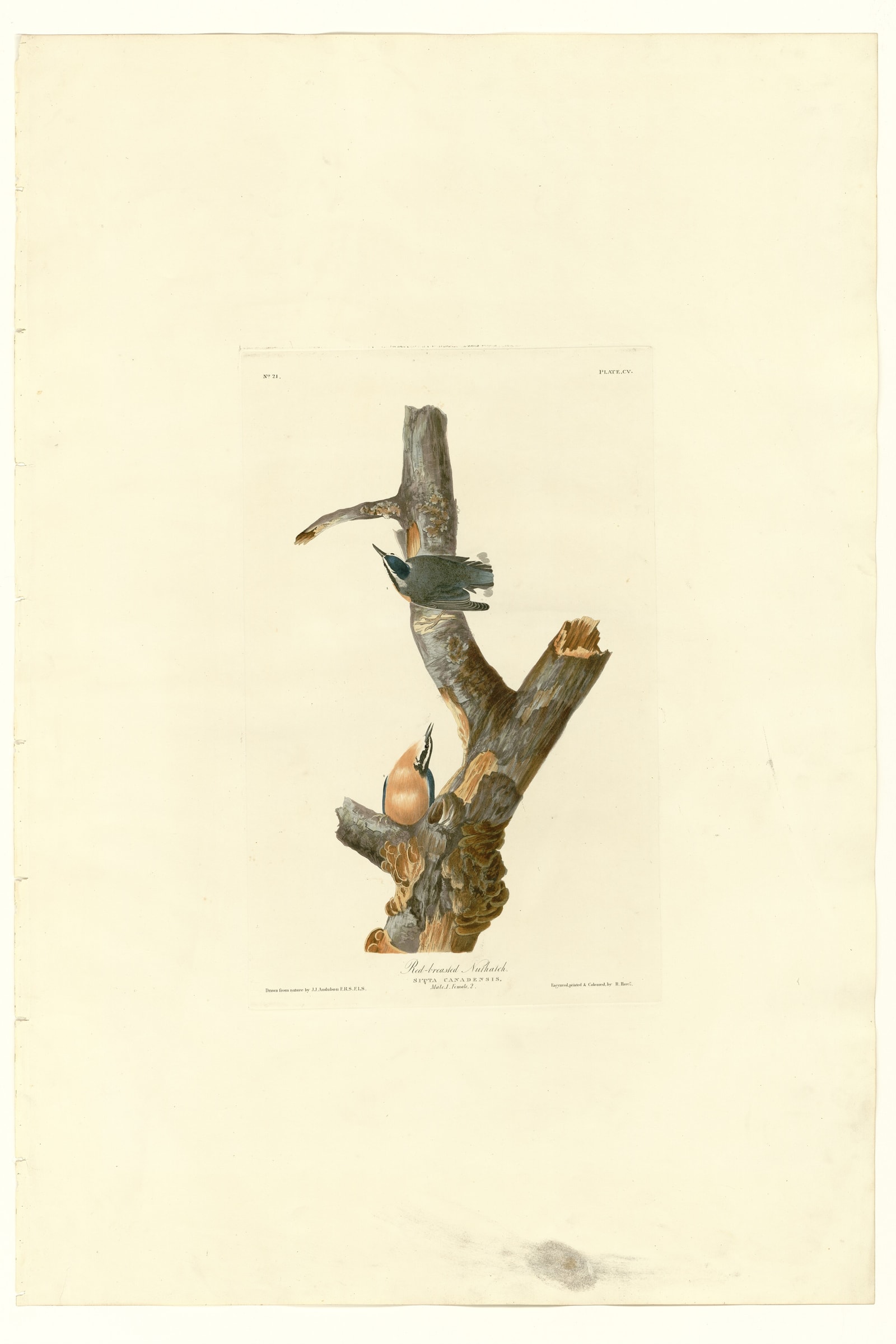 Red-breasted Nuthatch