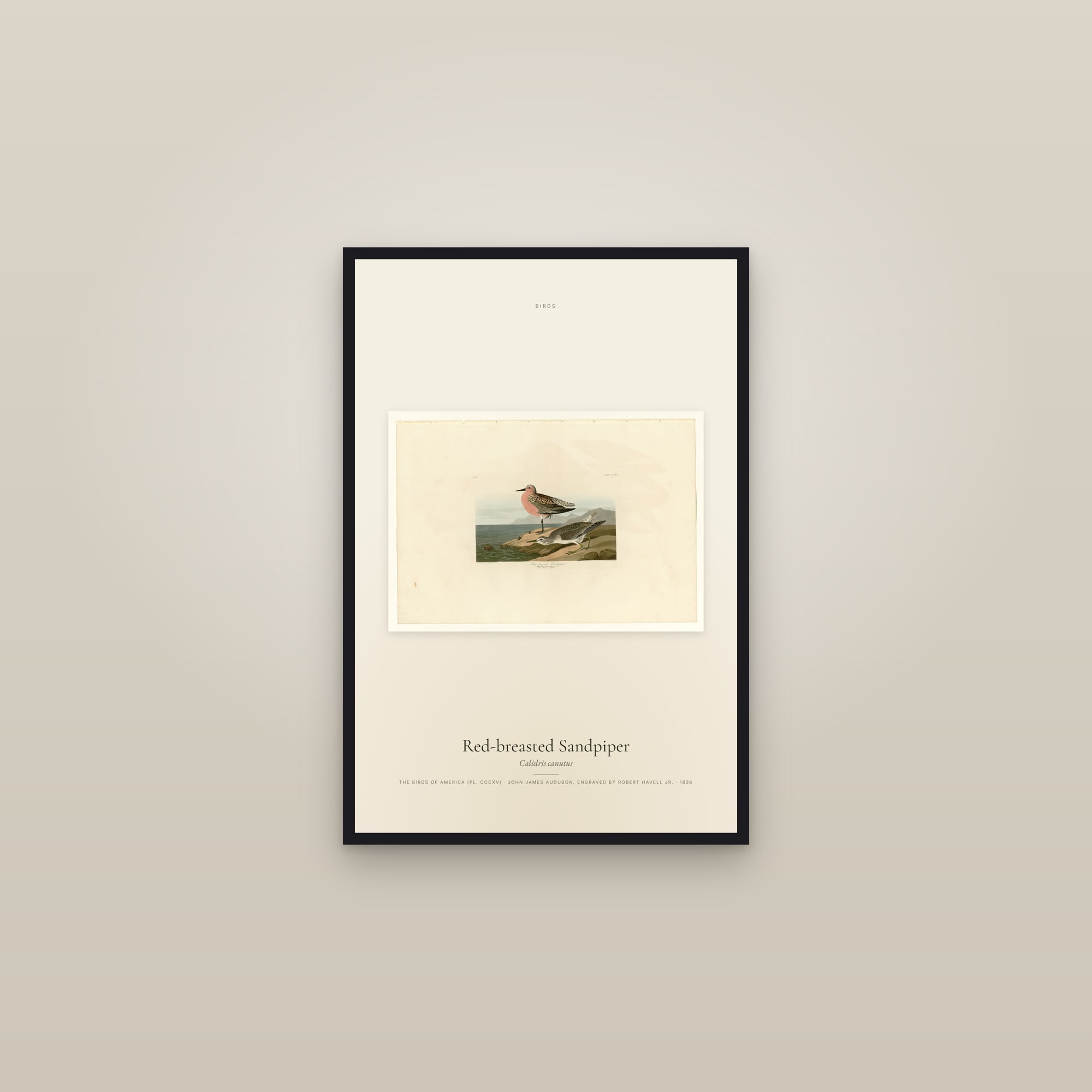 Red-breasted Sandpiper — framed in a gallery setting