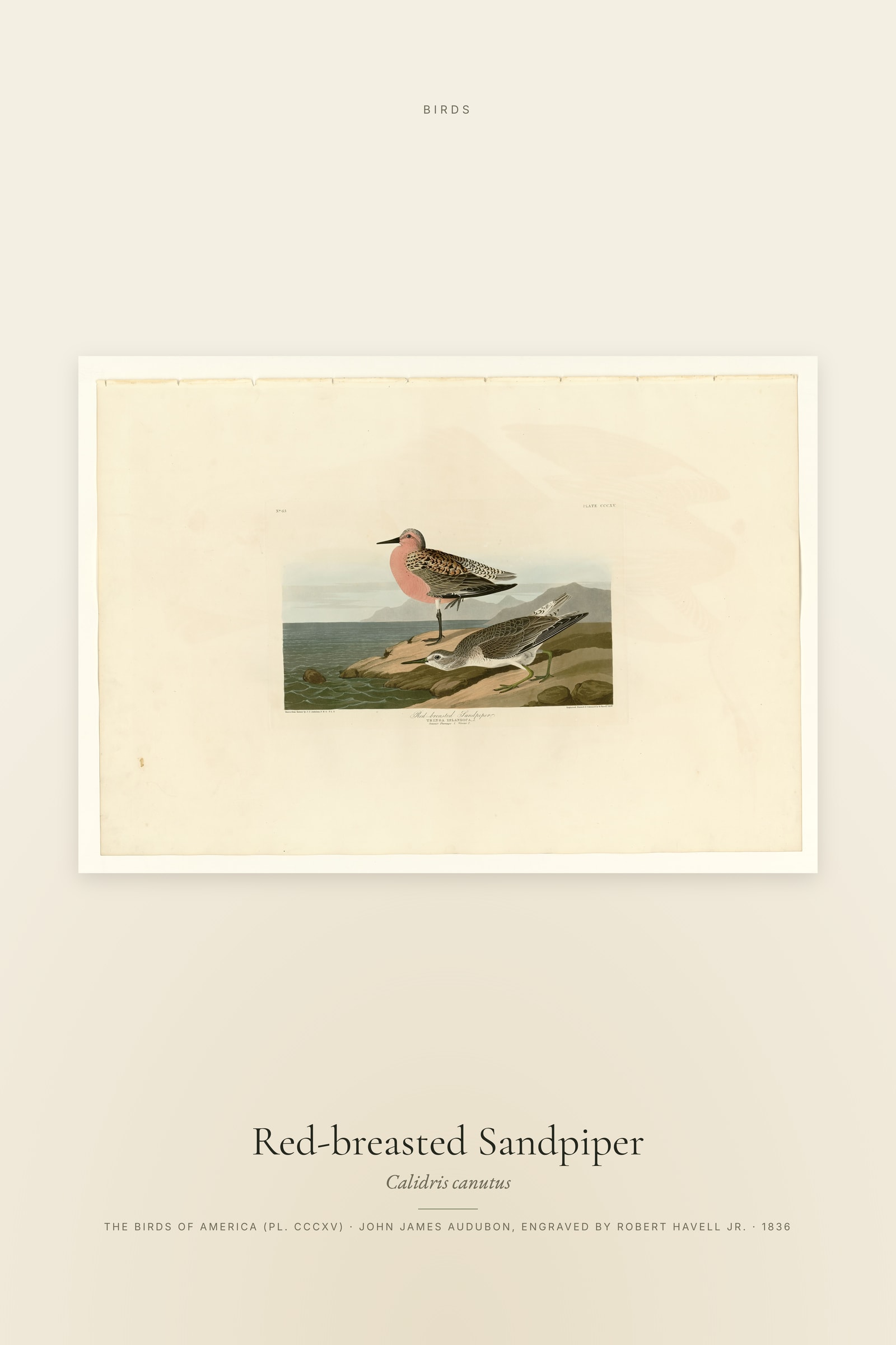 Red-breasted Sandpiper