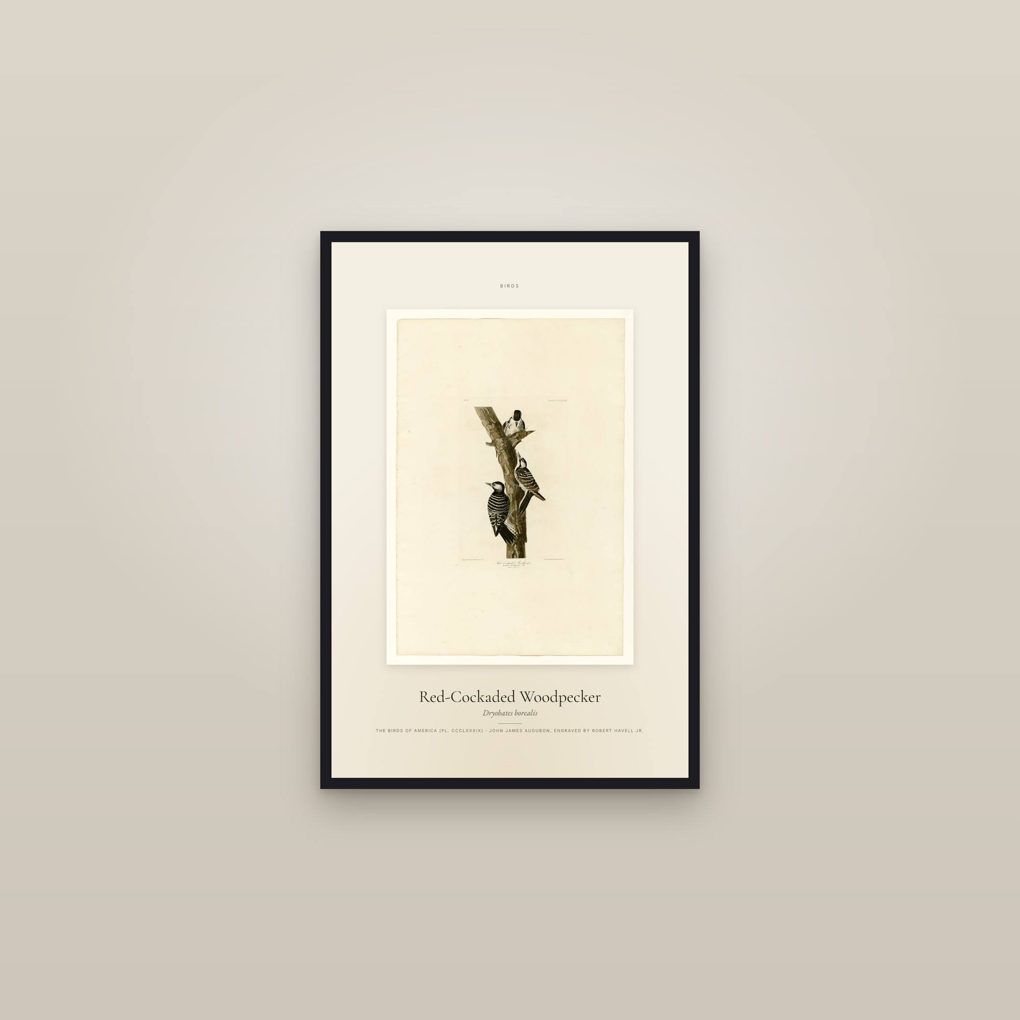 Red-Cockaded Woodpecker — Specimen — framed in a gallery setting