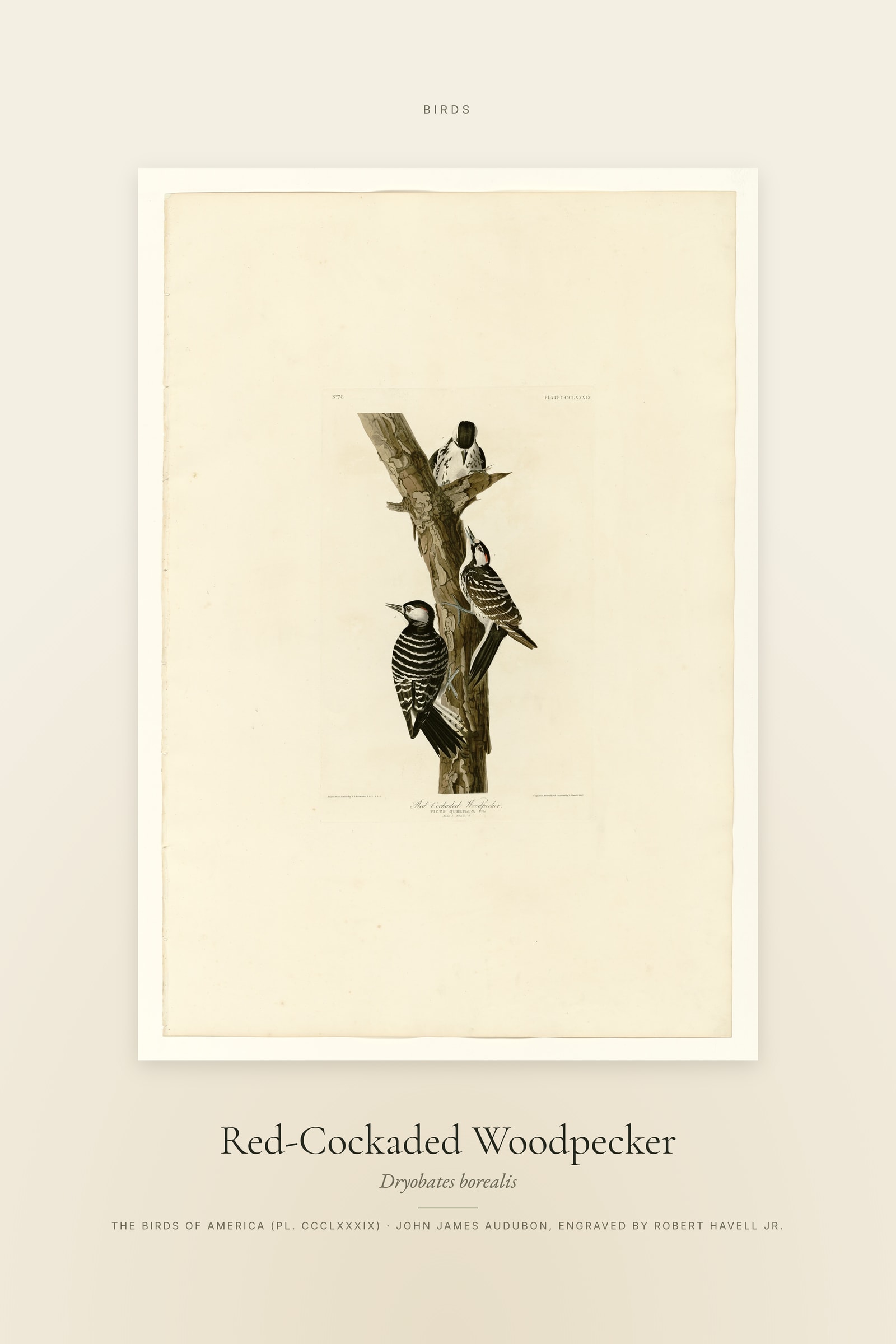 Red-Cockaded Woodpecker — Specimen