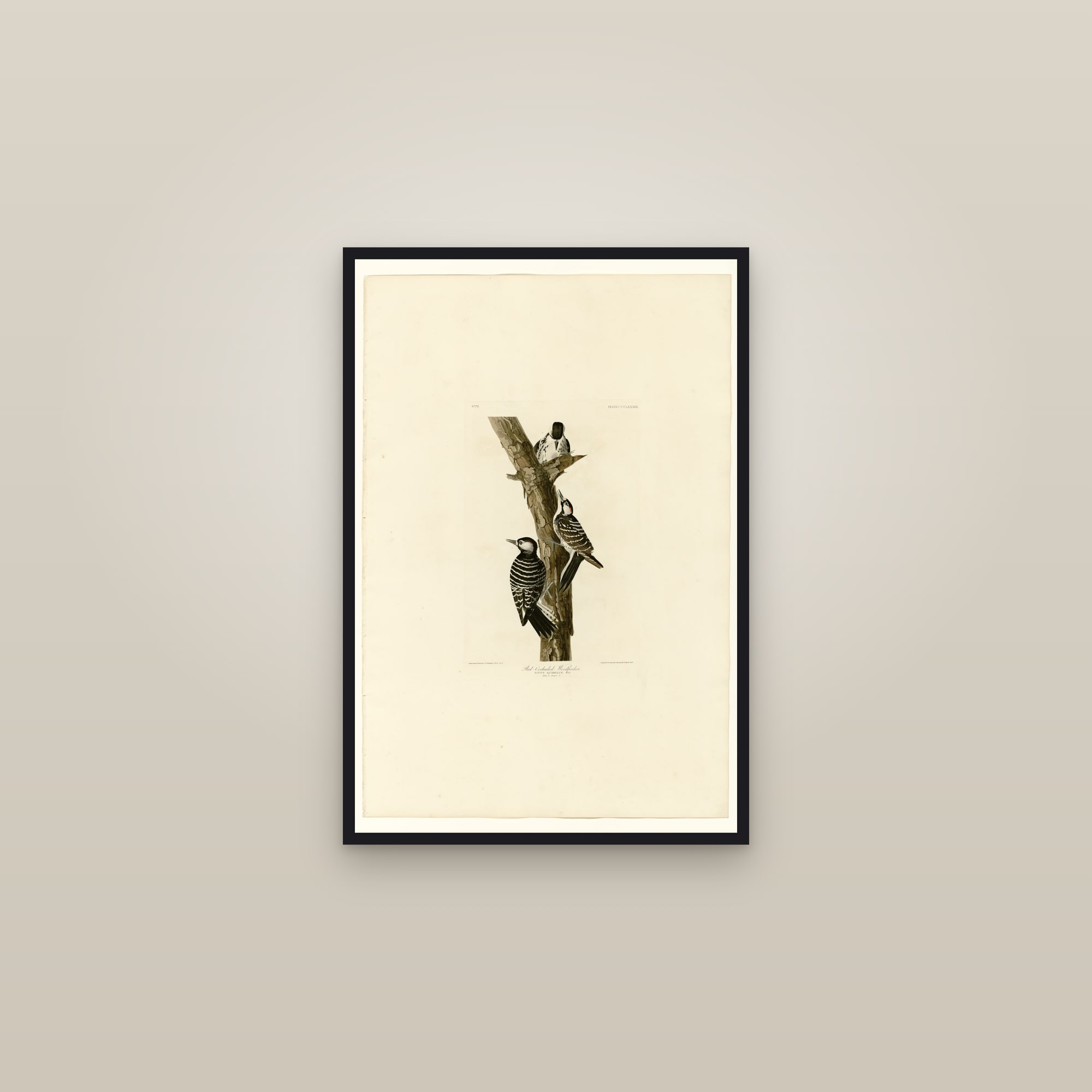 Red-Cockaded Woodpecker — framed in a gallery setting