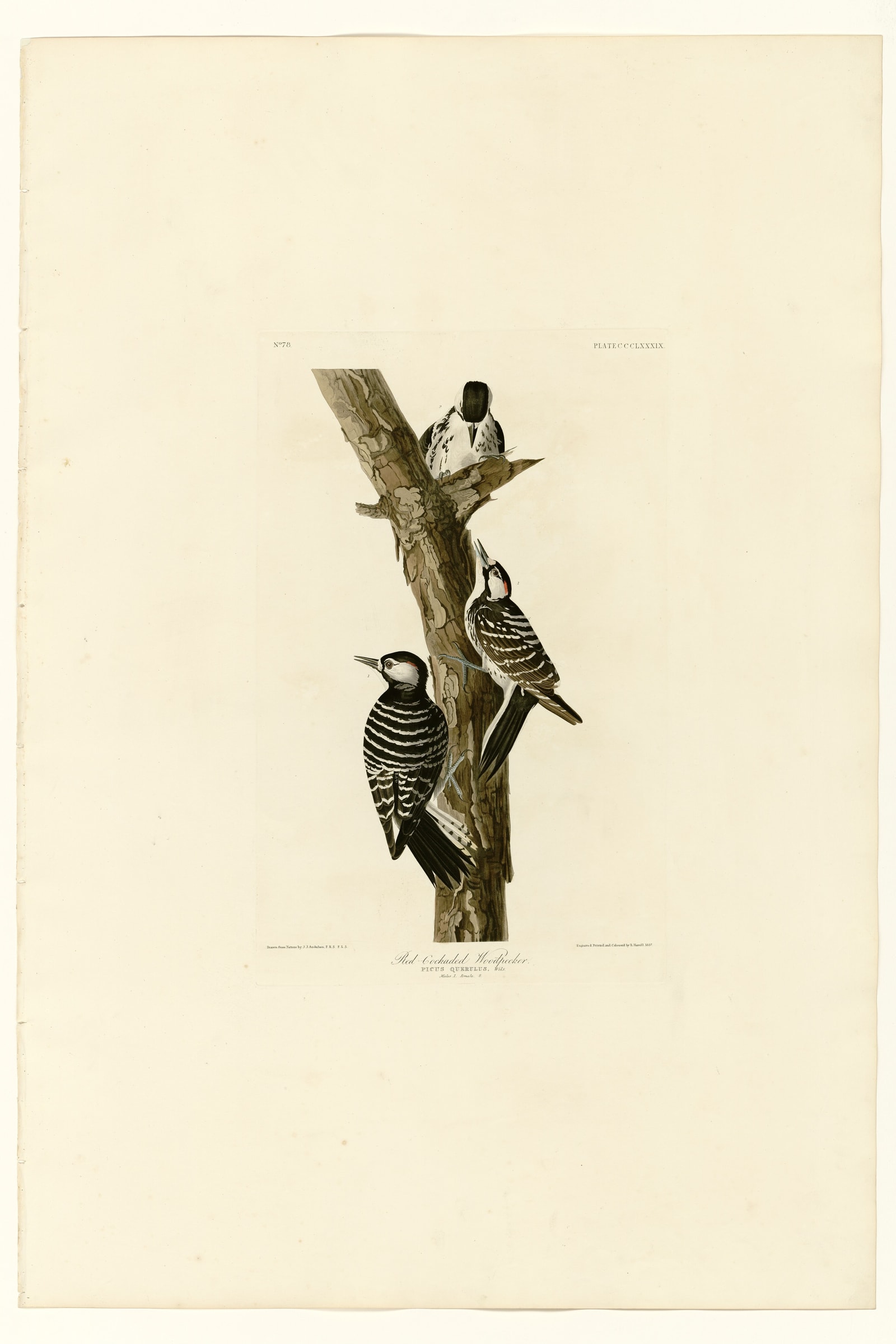 Red-Cockaded Woodpecker