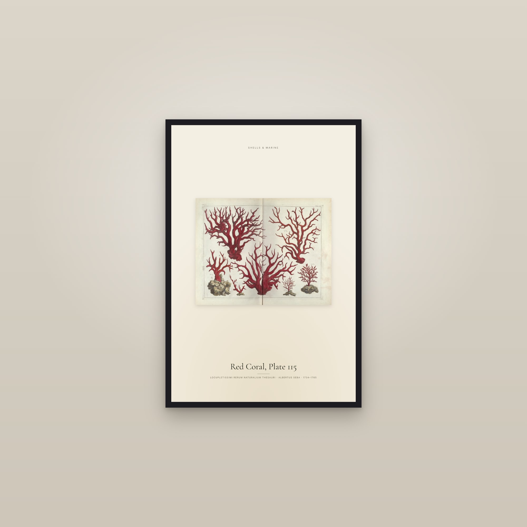 Red Coral, Plate 115 — framed in a gallery setting