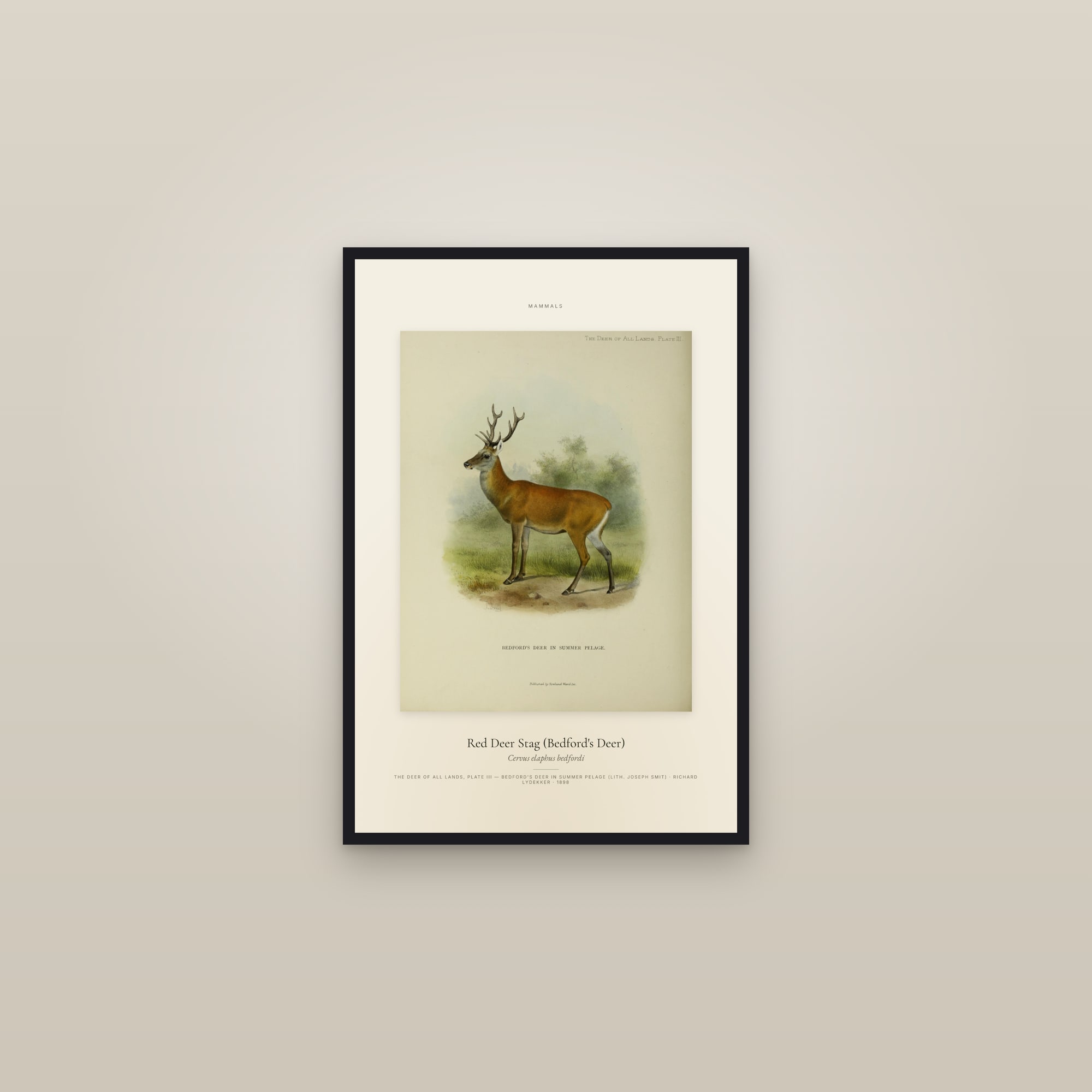 Red Deer Stag (Bedford's Deer) — Specimen — framed in a gallery setting