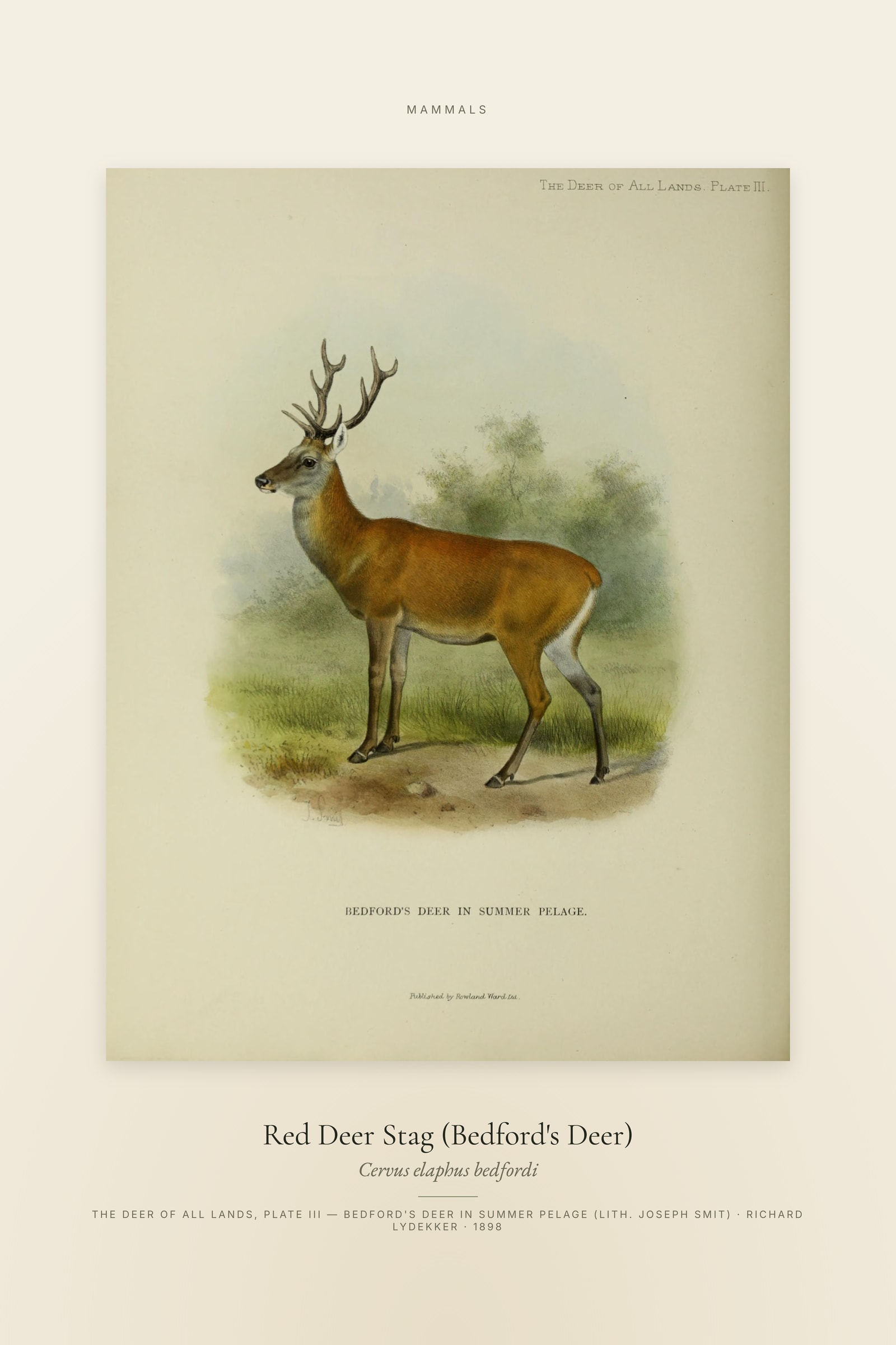 Red Deer Stag (Bedford's Deer) — Specimen