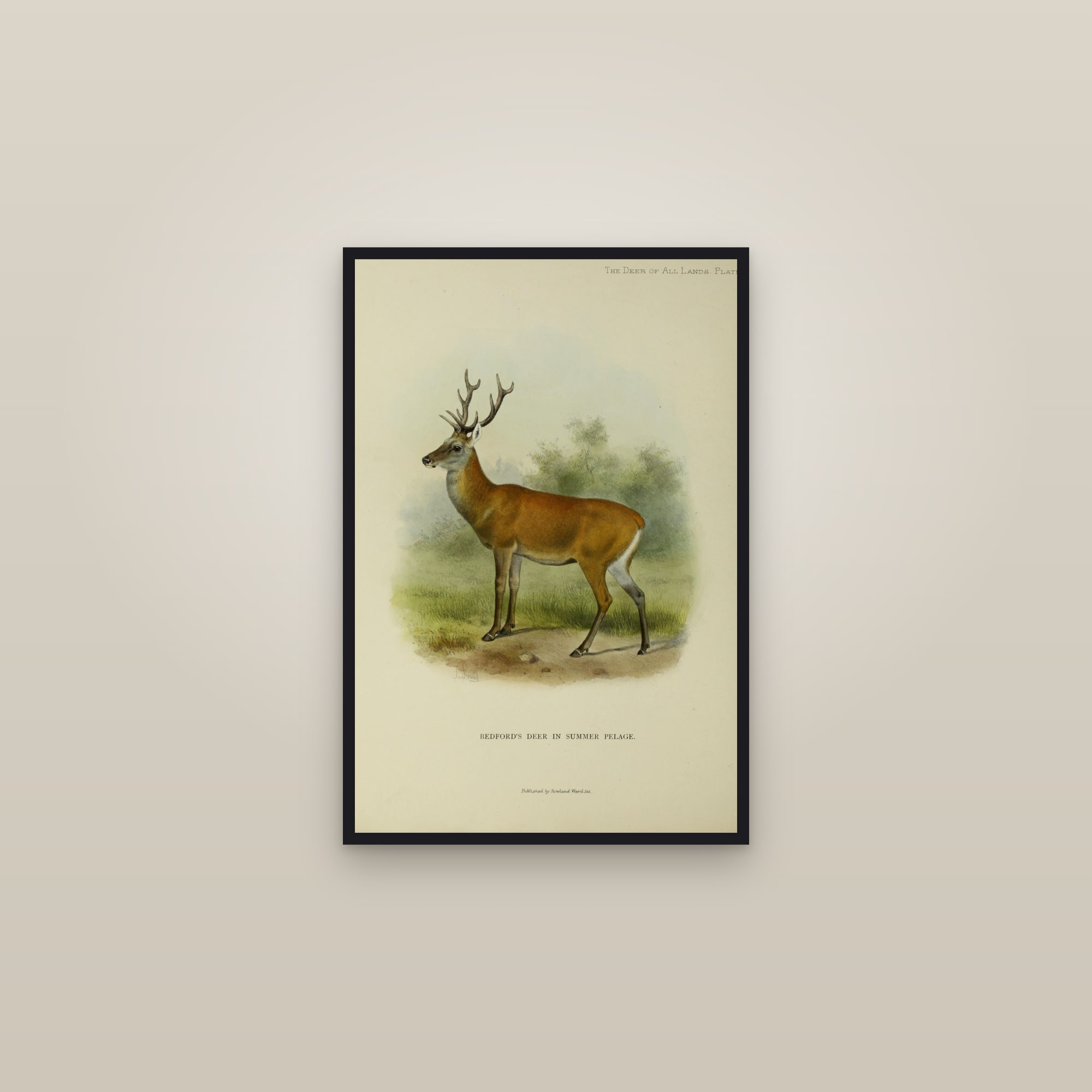 Red Deer Stag (Bedford's Deer) — framed in a gallery setting