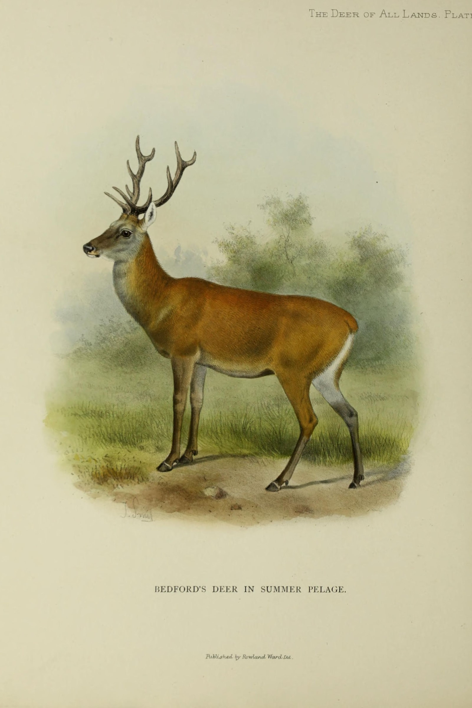 Red Deer Stag (Bedford's Deer)