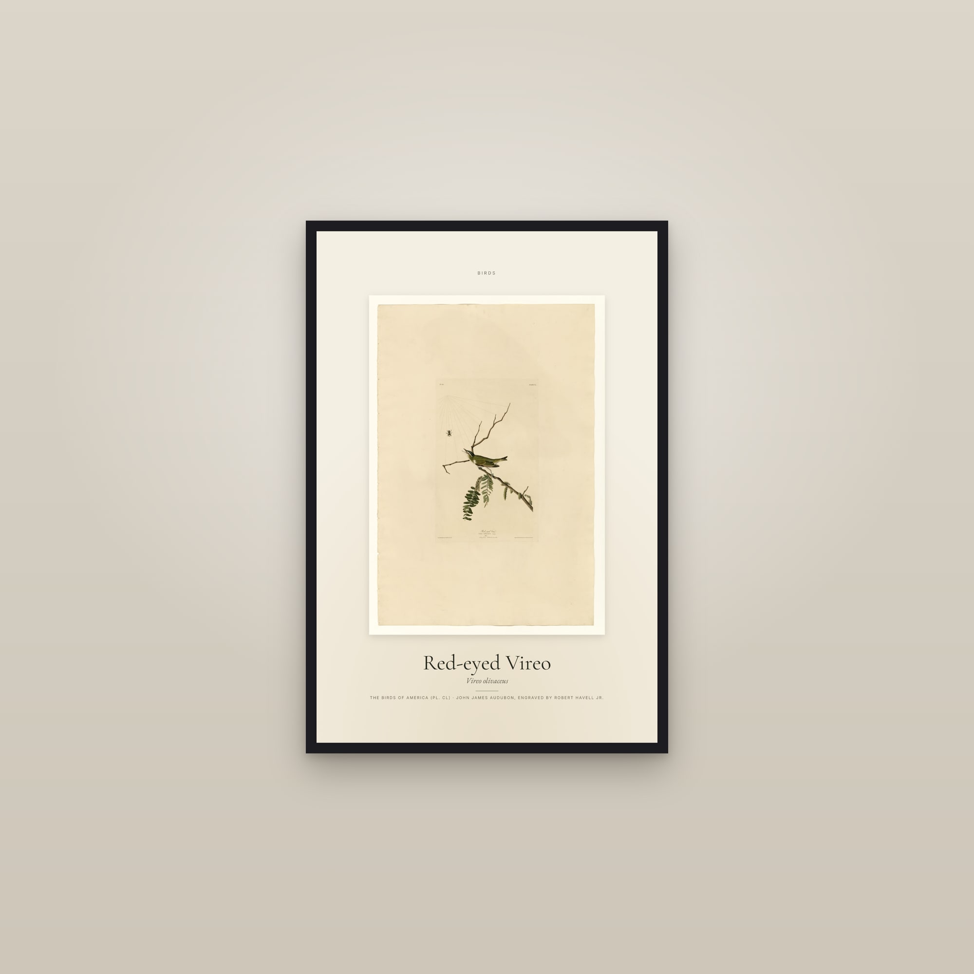 Red-eyed Vireo — Specimen — framed in a gallery setting