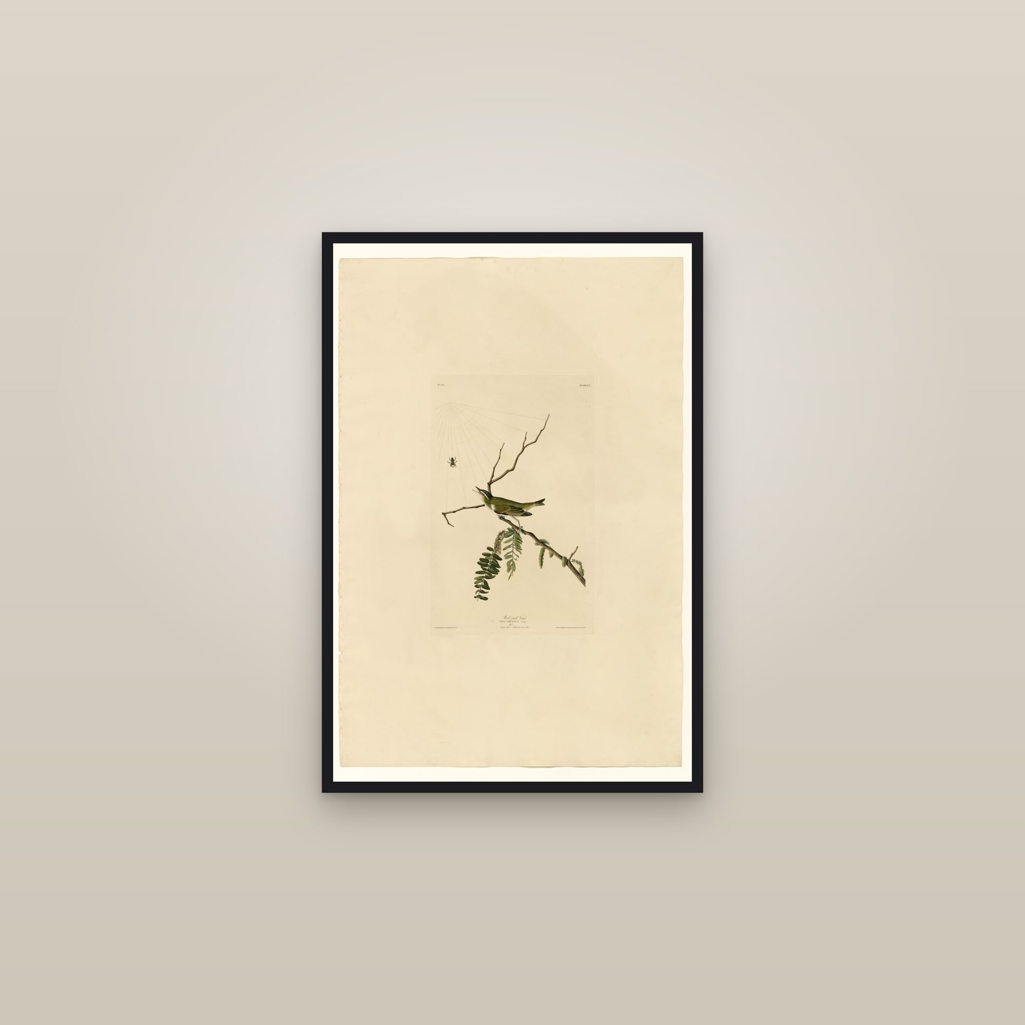 Red-eyed Vireo — framed in a gallery setting