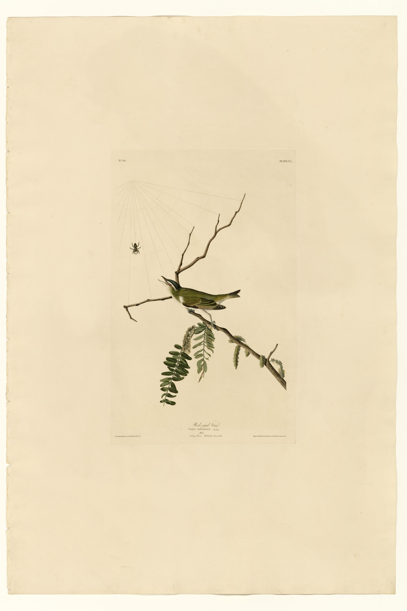 Red-eyed Vireo