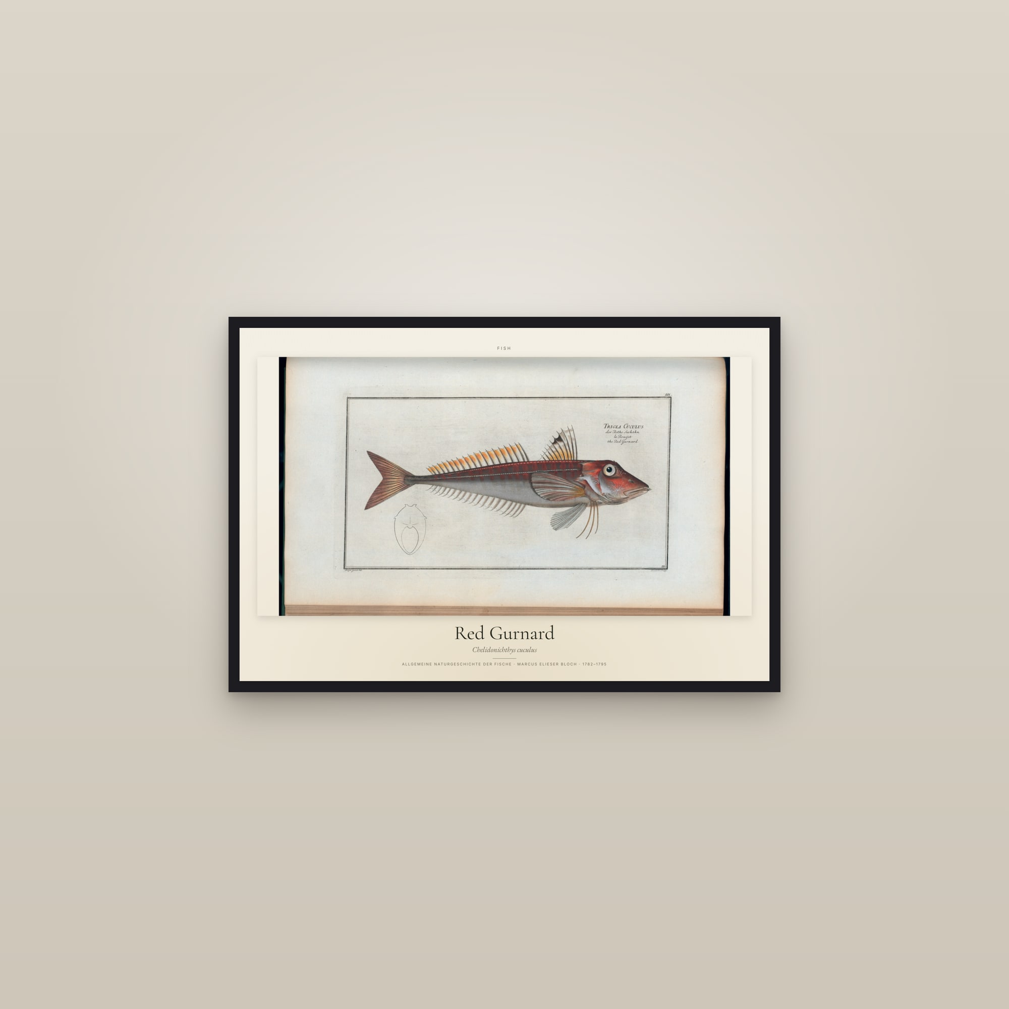 Red Gurnard — framed in a gallery setting