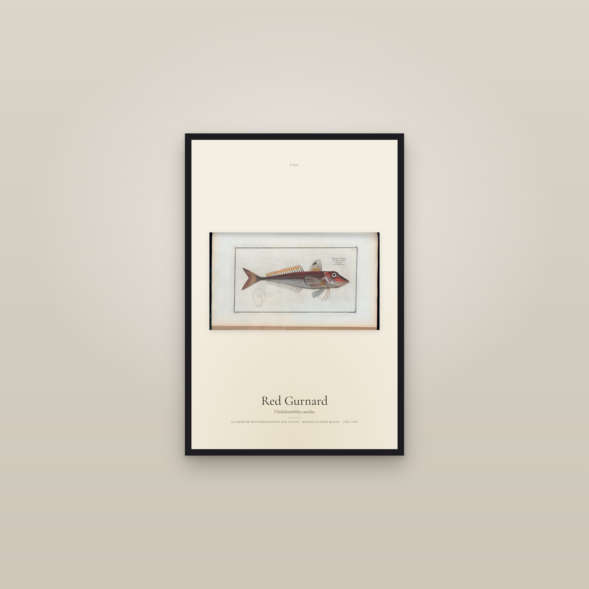 Red Gurnard