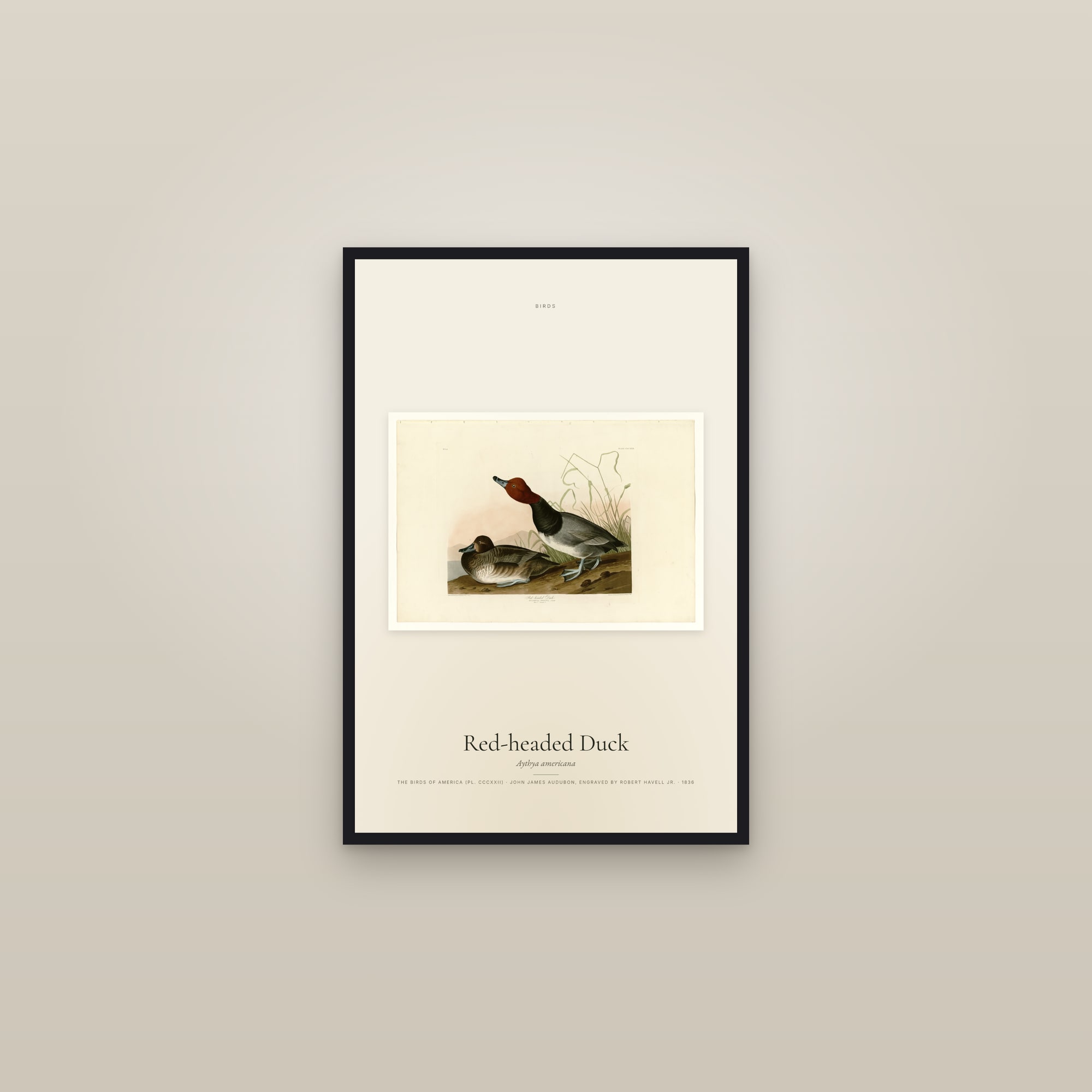 Red-headed Duck — framed in a gallery setting