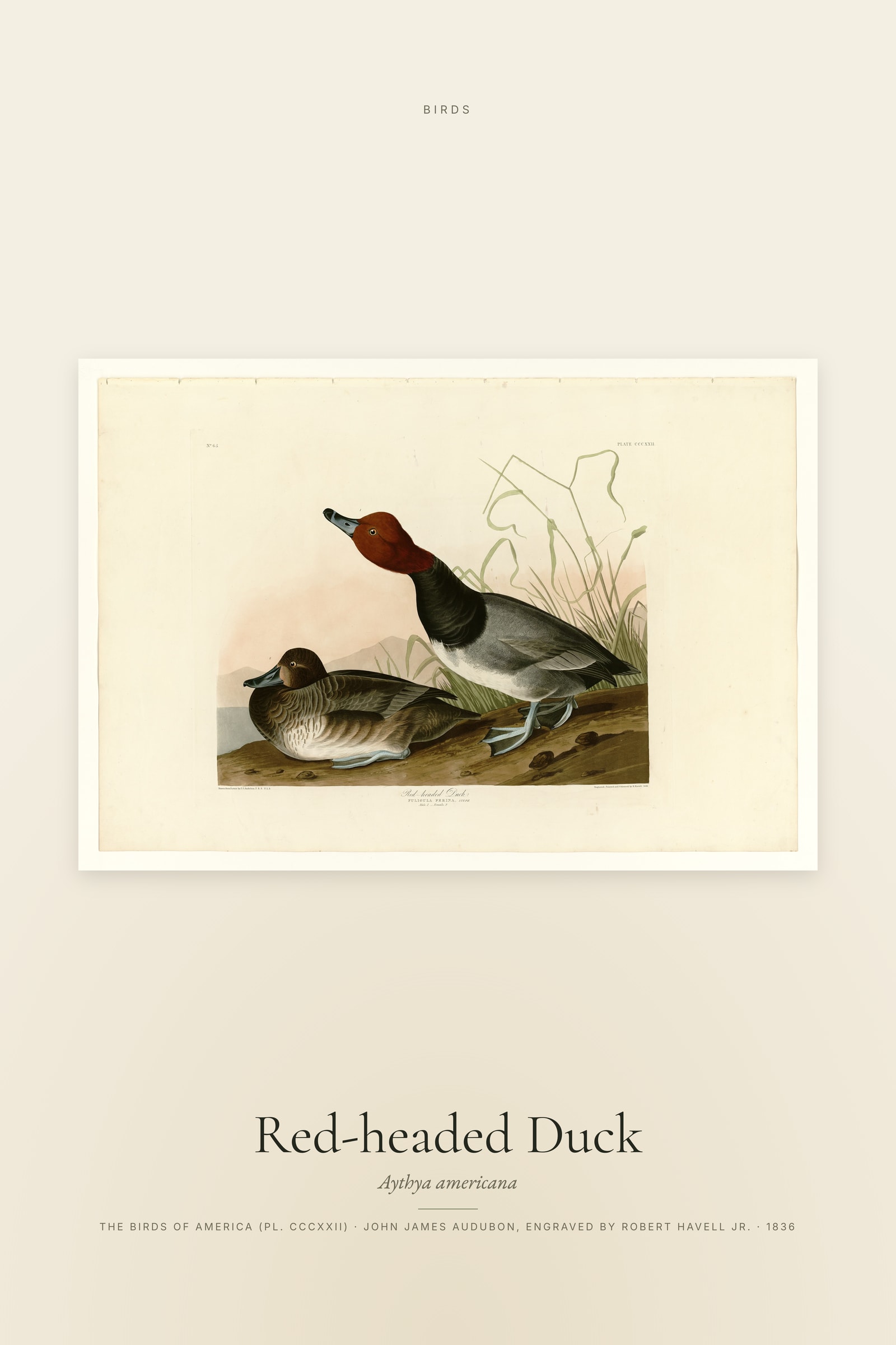Red-headed Duck
