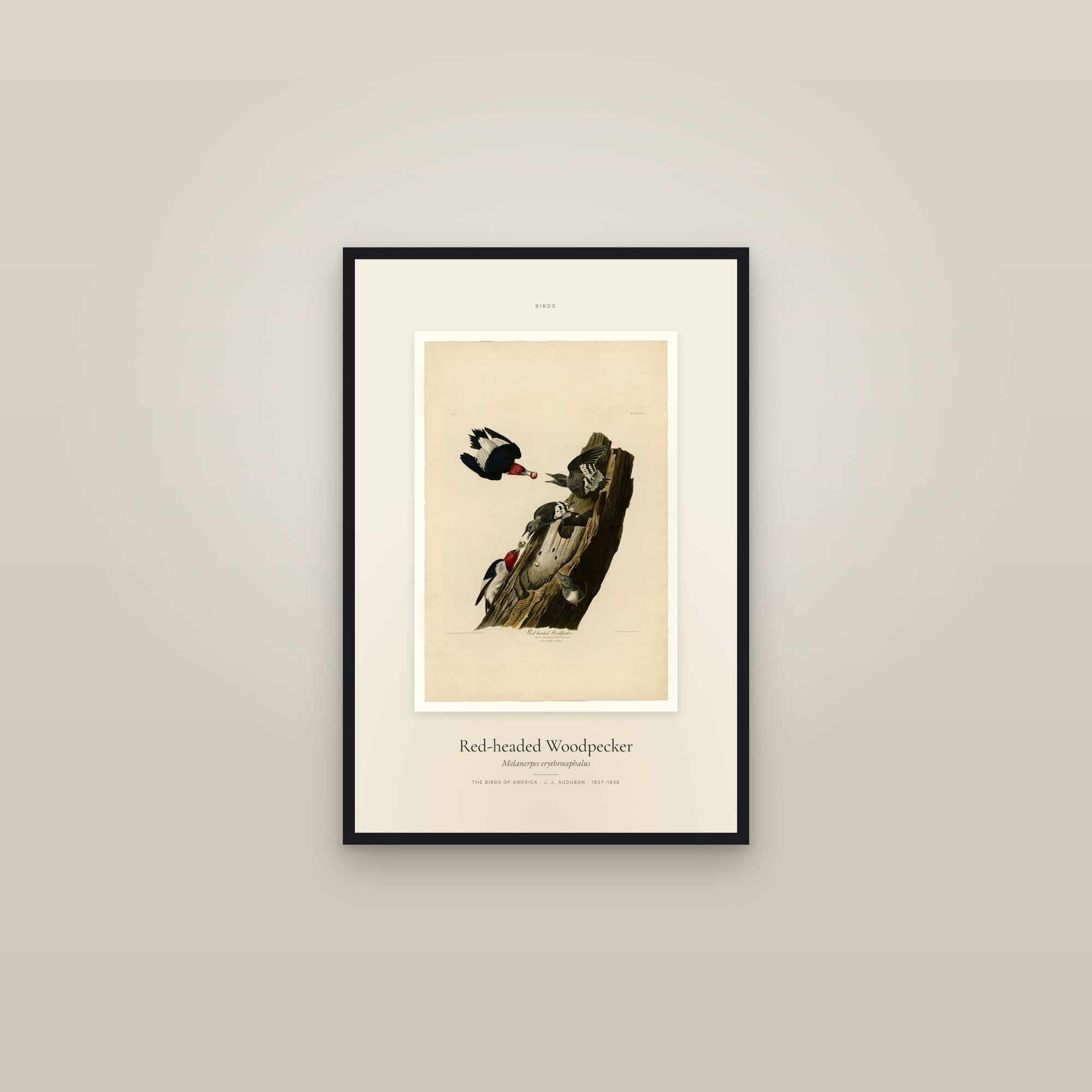 Red-headed Woodpecker — Specimen — framed in a gallery setting