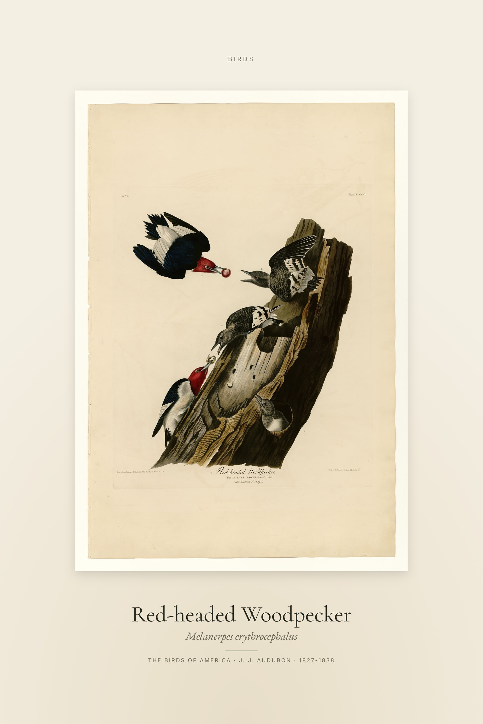 Red-headed Woodpecker — Specimen